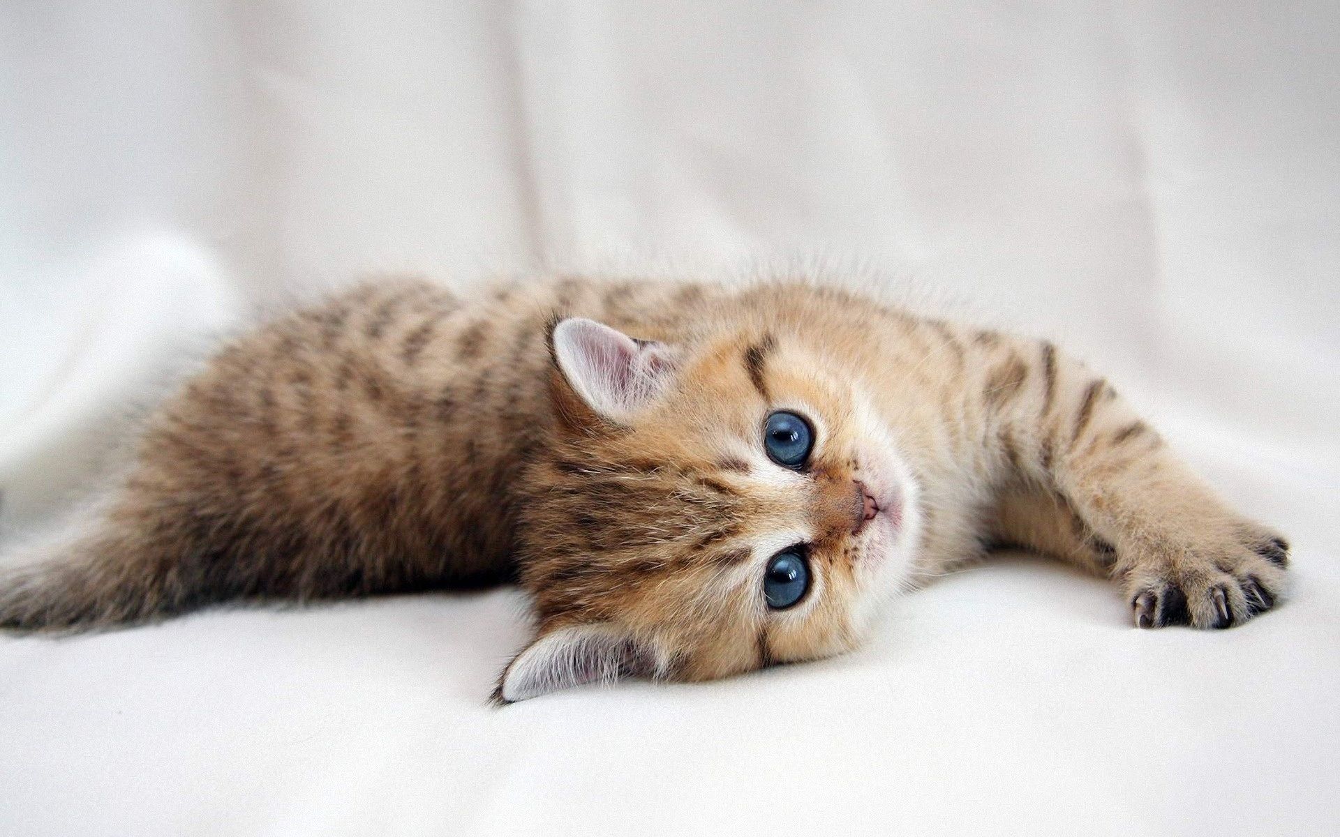 Cute kitten!. Cute cats, Fluffy kittens, Kitten wallpaper