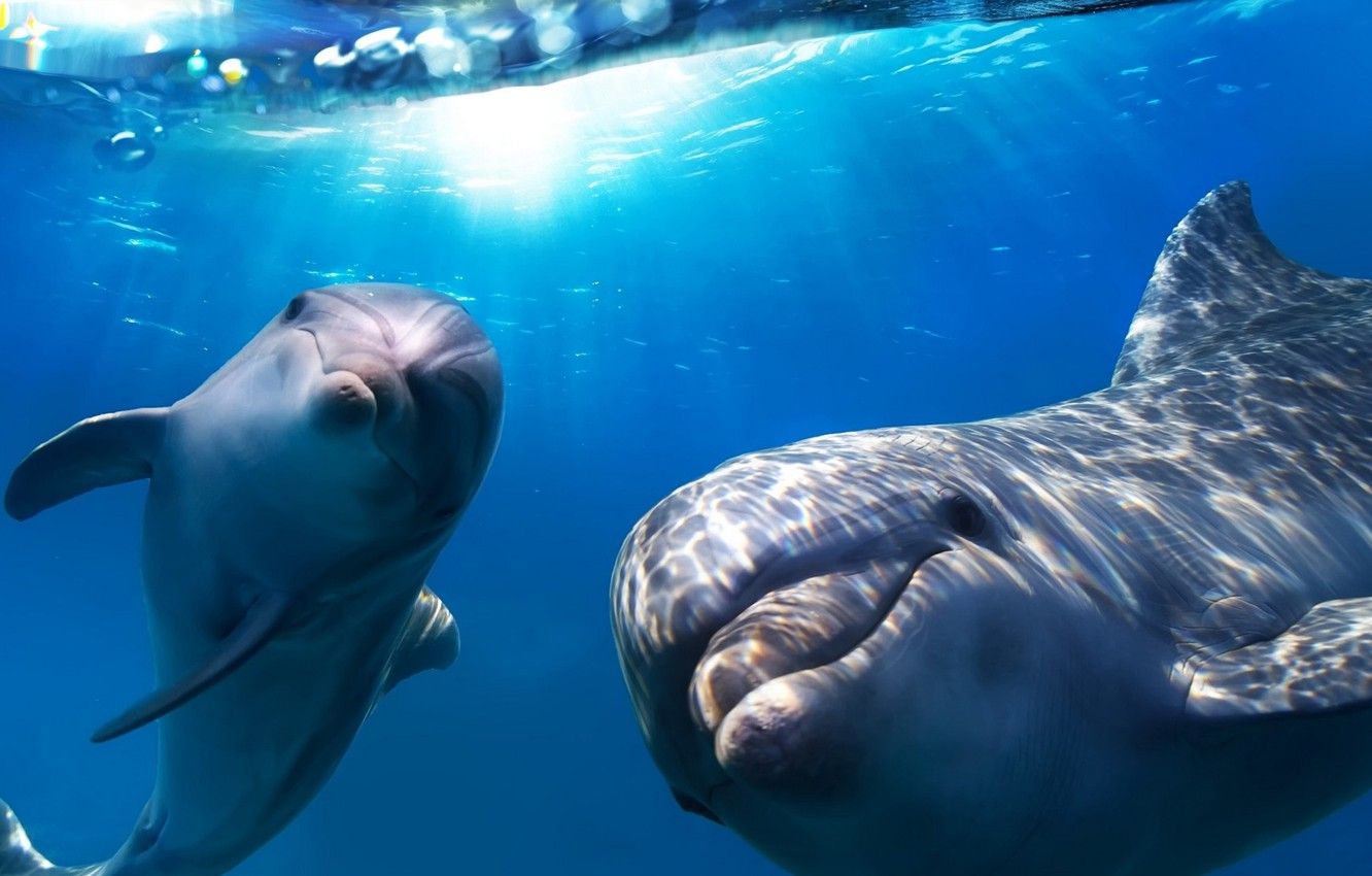 Wallpaper happy, Smart, Flipper, Dolphins image for desktop, section животные