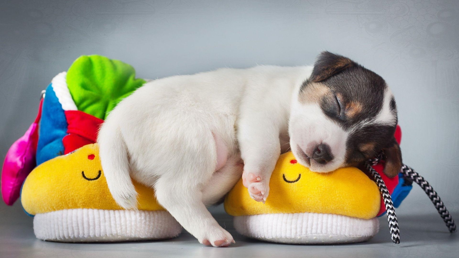 Pet Cute Puppy Sleeping Wallpaper