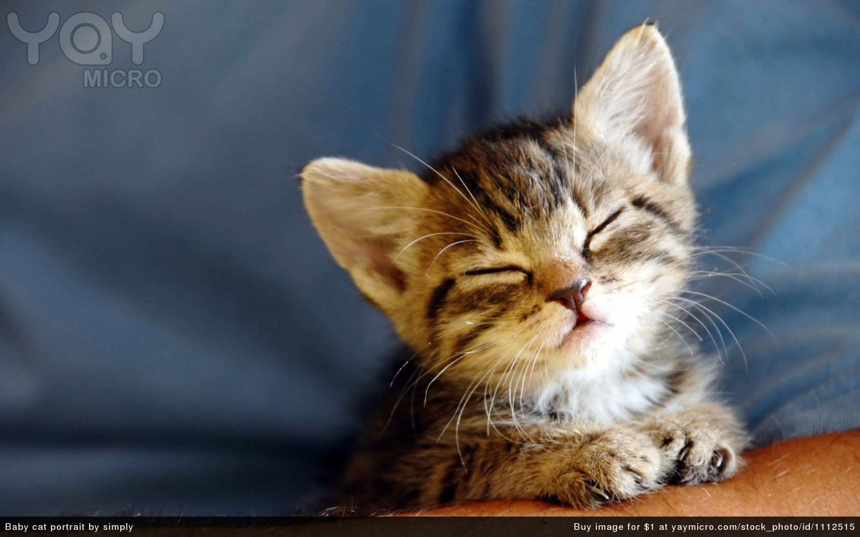 Free download baby cats wallpaper [1680x1050] for your Desktop, Mobile & Tablet. Explore Baby Kittens Wallpaper. Cute Kittens Wallpaper, Free Kittens Wallpaper for Desktop, Cute Kitten Wallpaper for Desktop