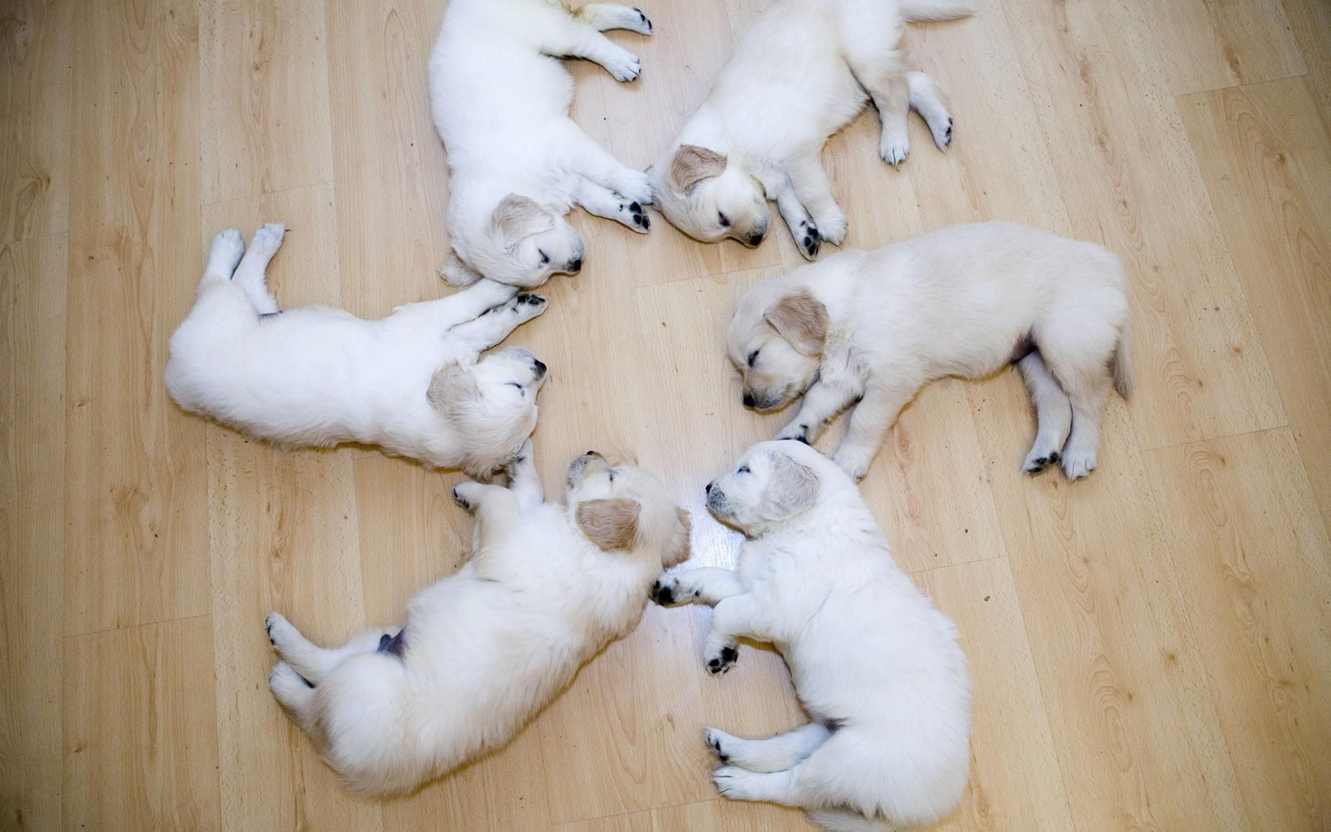Circle Of Cute Sleeping Puppies HD desktop wallpaper, Widescreen, High Definition