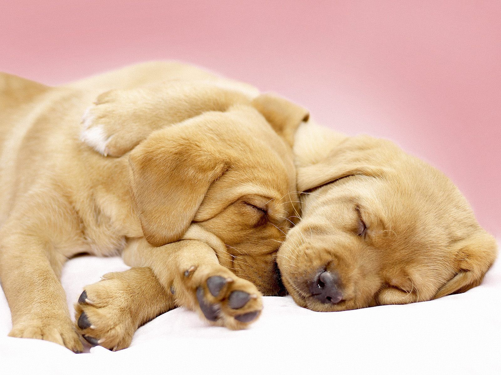 BestWall: cute sleeping puppies wallpaper