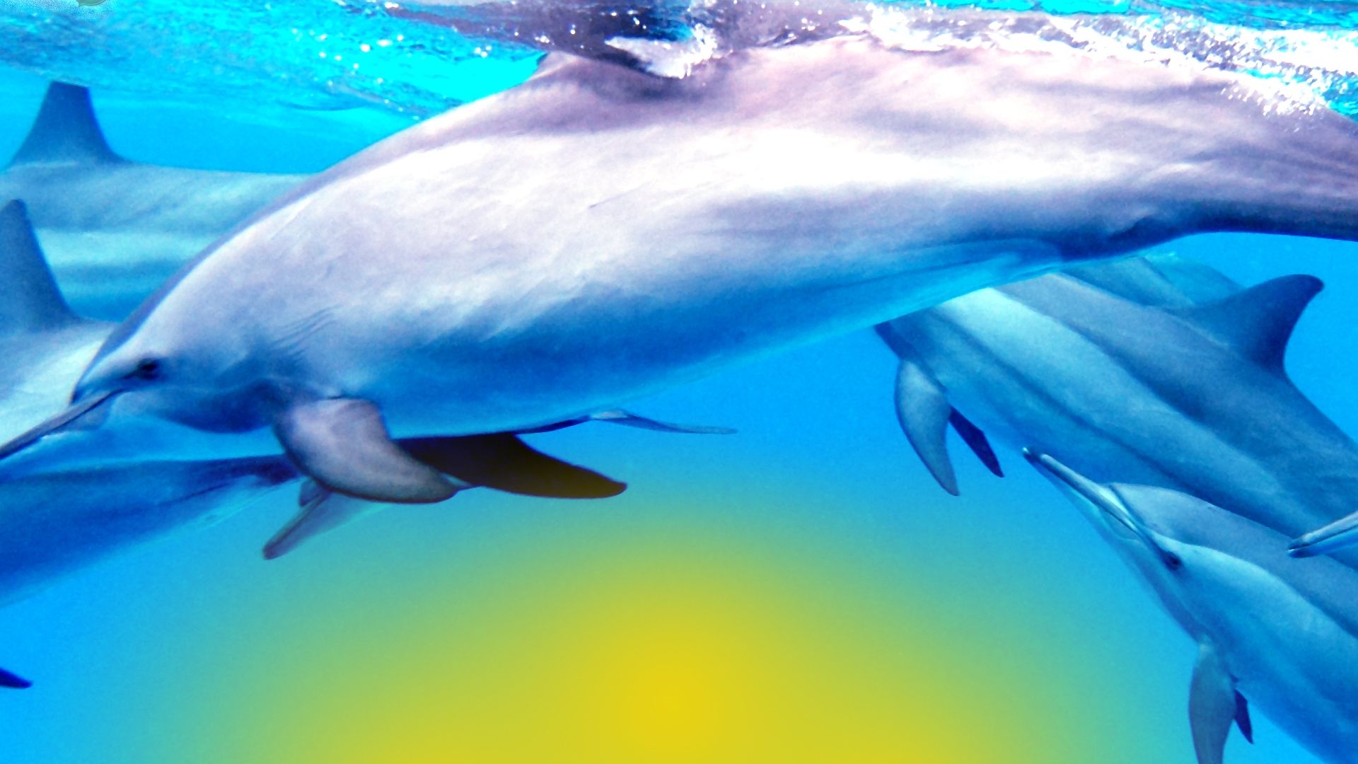 Free download Dolphin Wallpaper Animal Spot [1920x1200] for your Desktop, Mobile & Tablet. Explore Free Dolphins Wallpaper. Free Live Dolphin Wallpaper, Dolphins Image Wallpaper, Dolphins HD Wallpaper