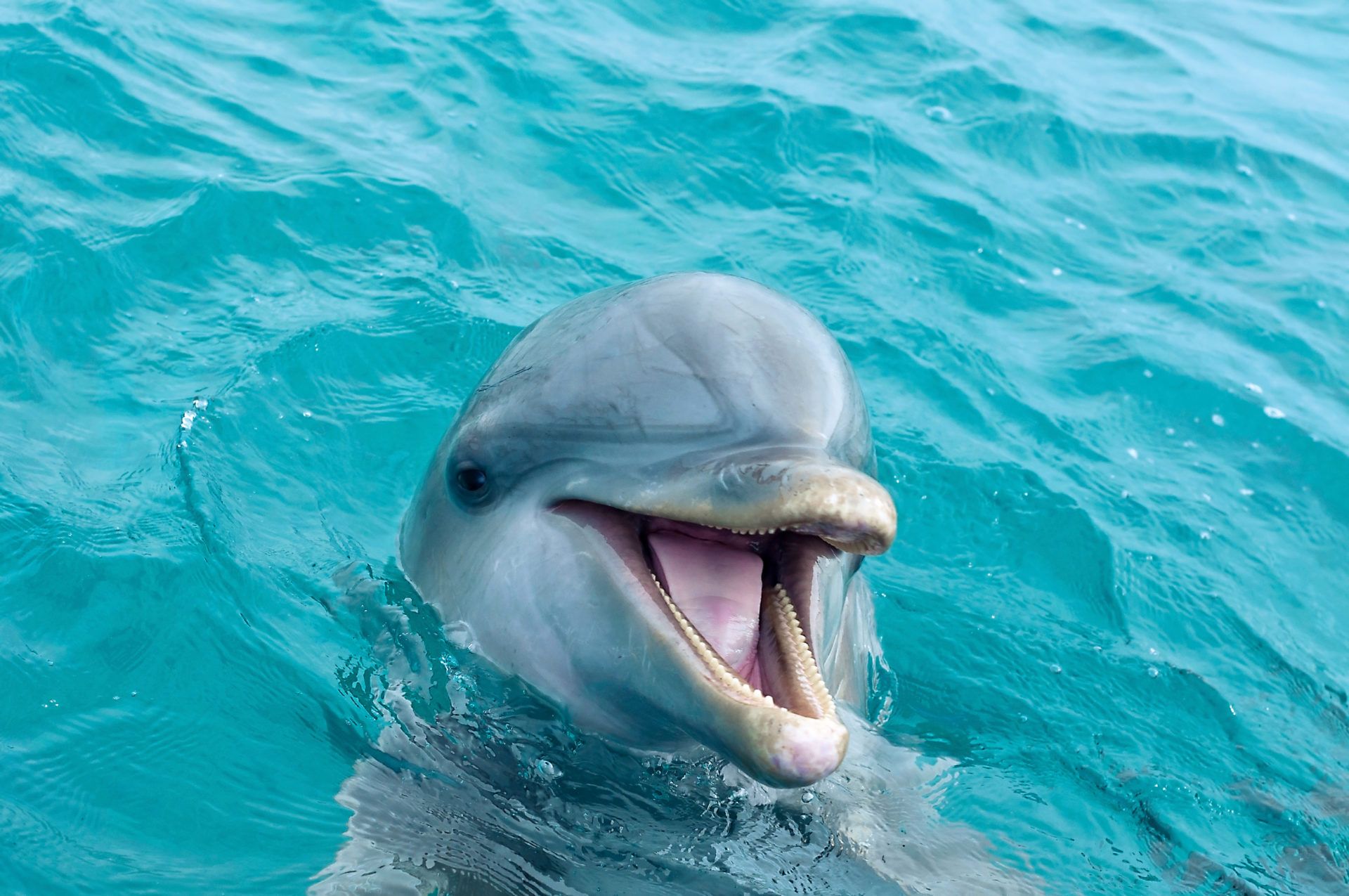 Reasons Why Dolphins Are the Best Sea Creatures