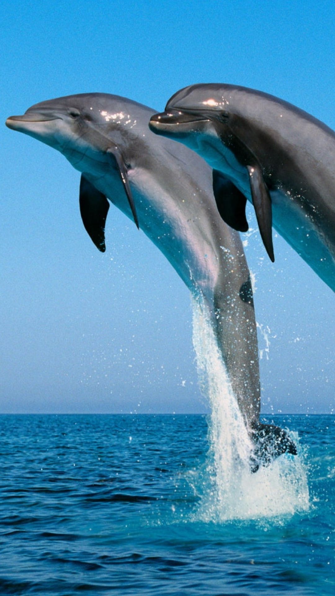 Delfines en el mar. Animals, Marine animals, Cute wild animals