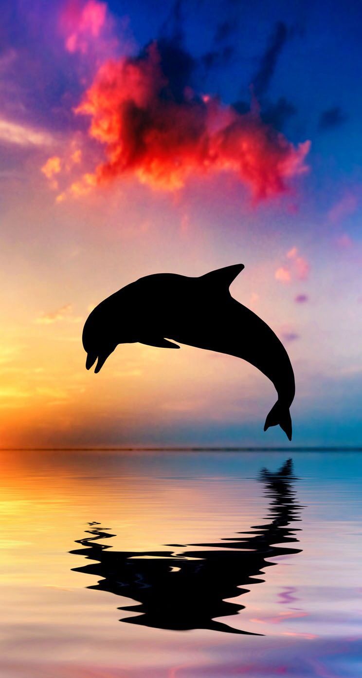 Dolphin Background Images HD Pictures and Wallpaper For Free Download   Pngtree