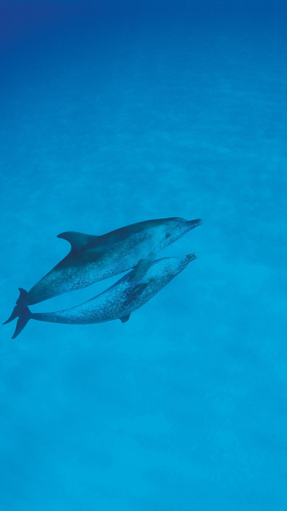 Download Wallpaper 938x1668 Dolphins, Love, Ocean Iphone 8 7 6s 6 For Parallax HD Background