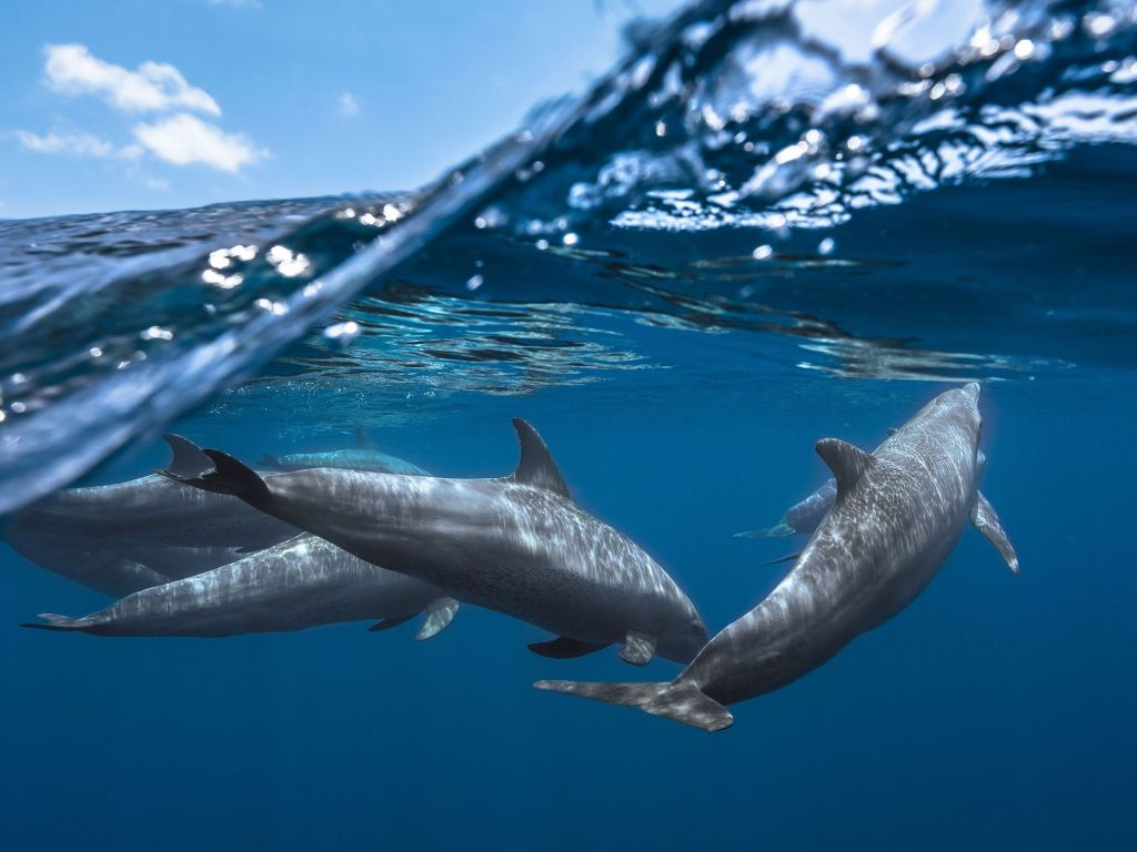 Dolphins 4K wallpaper for your desktop or mobile screen free and easy to download