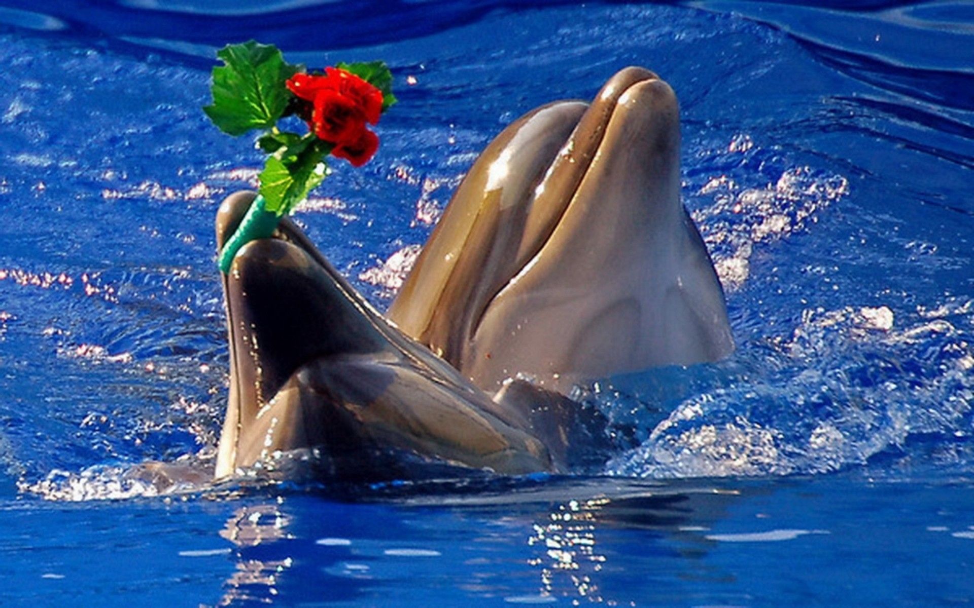 Красивые дельфины с цветами