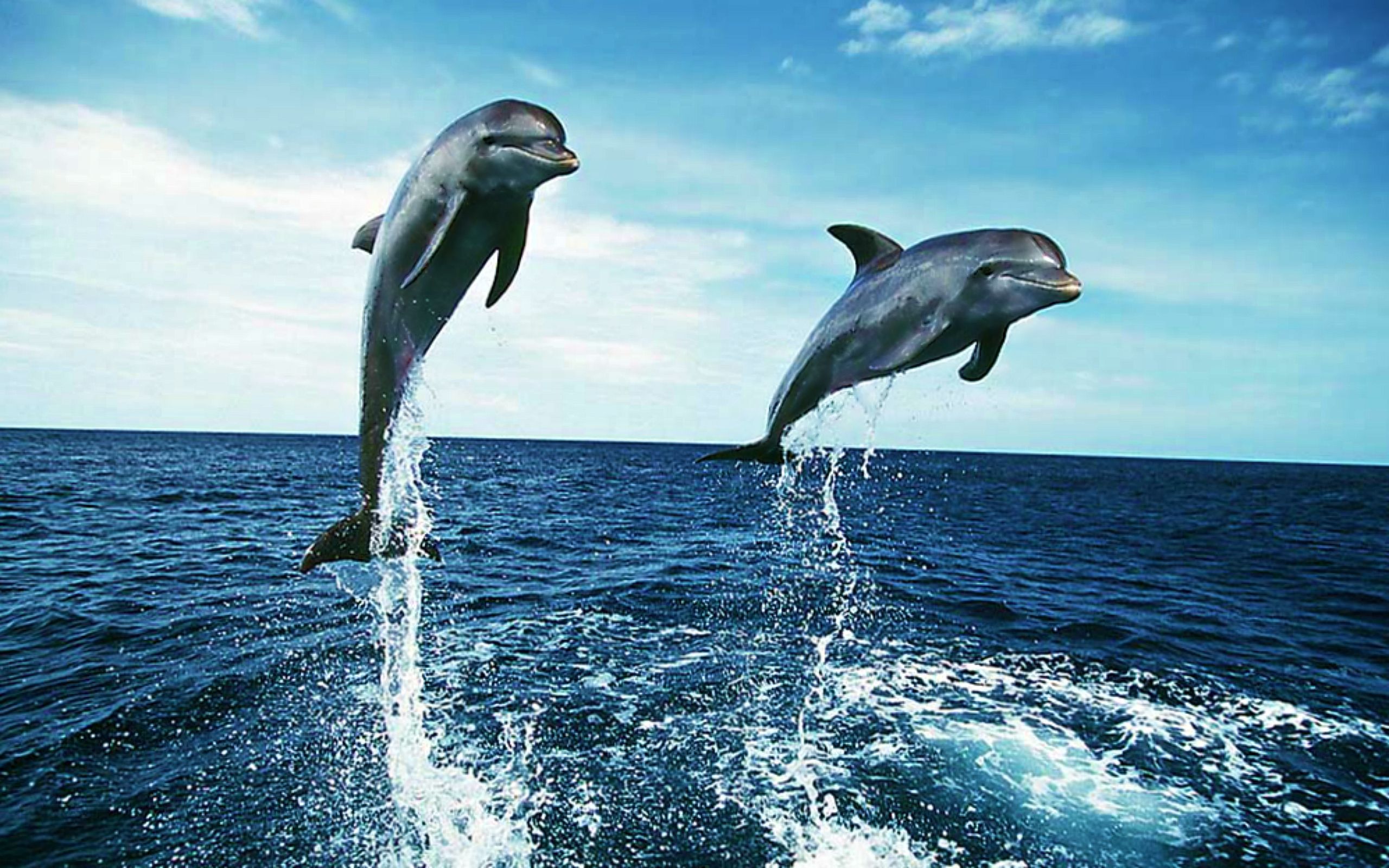 Oceanic Dolphins Wallpaper FREE Picture