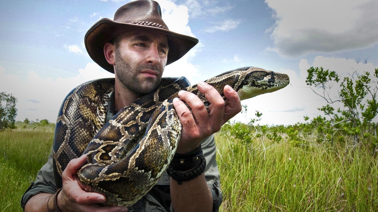 Coyote Peterson. Burmese python, Giant snake, Everglades