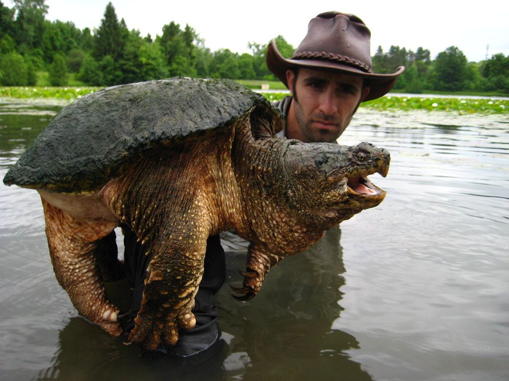Cornelius!. Cornelius is one of the largest Common Snapping