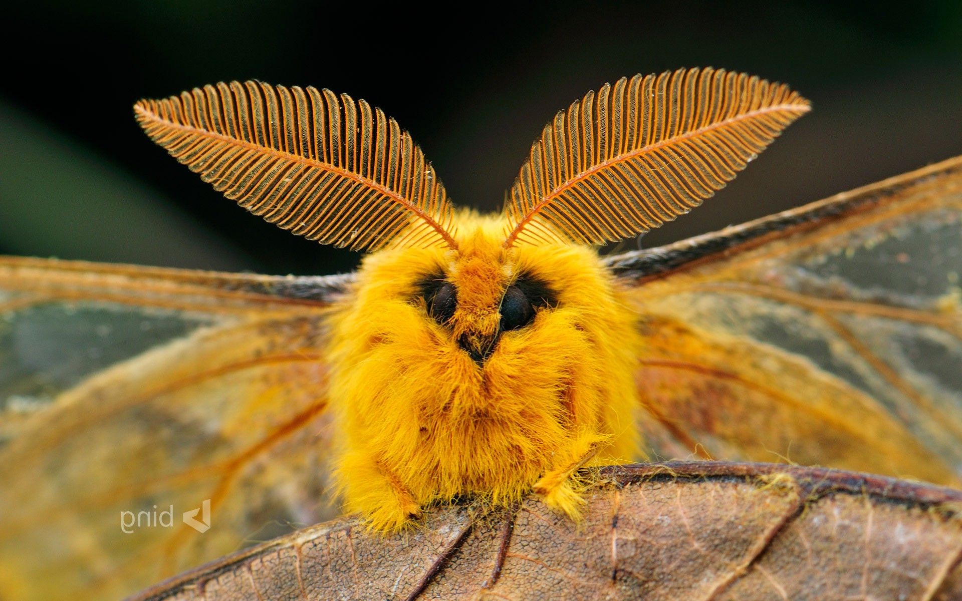 animals, Wildlife, Moths, Nature Wallpaper HD / Desktop and Mobile Background