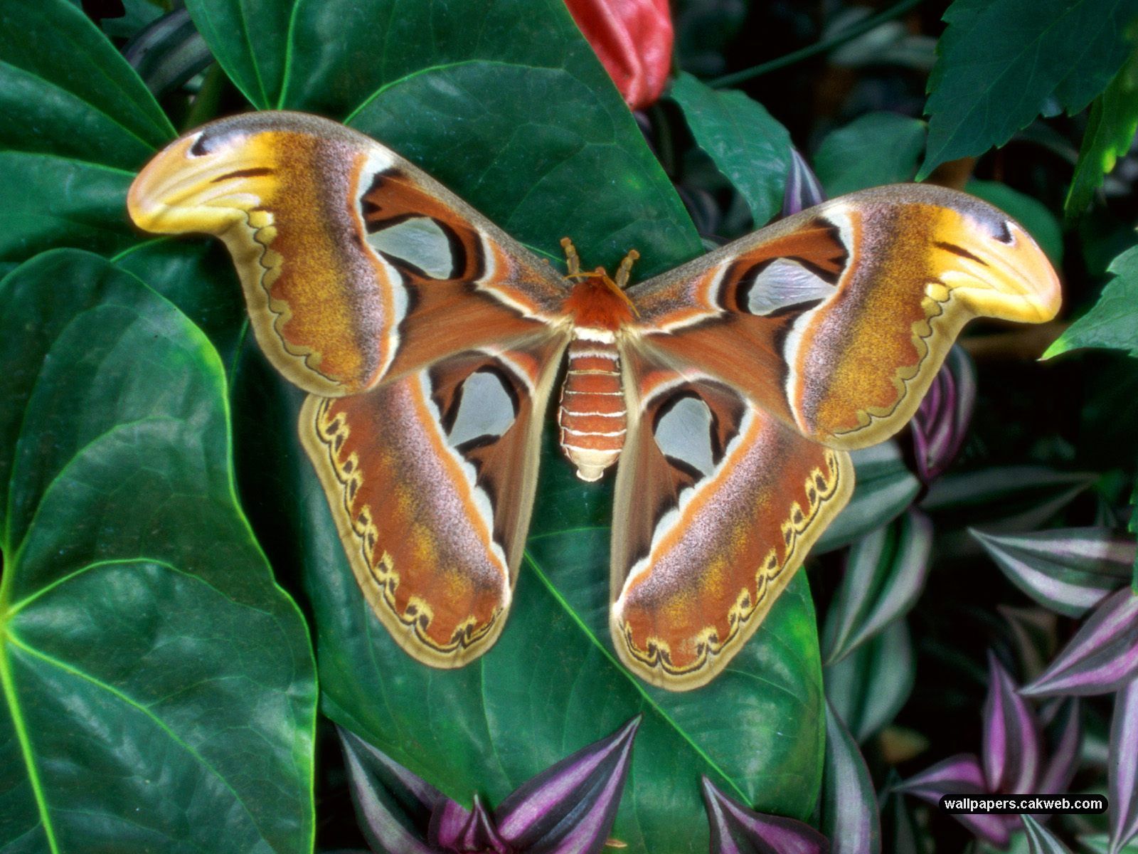 Moth Wallpaper, Picture, Image
