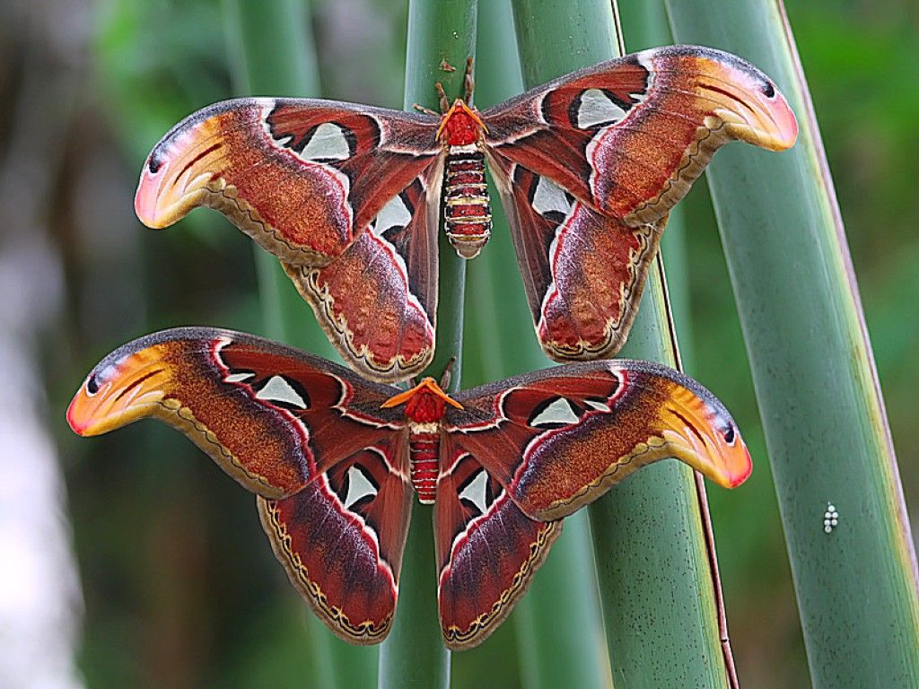 Error Page. Atlas moth, Colorful moths, Insect photography