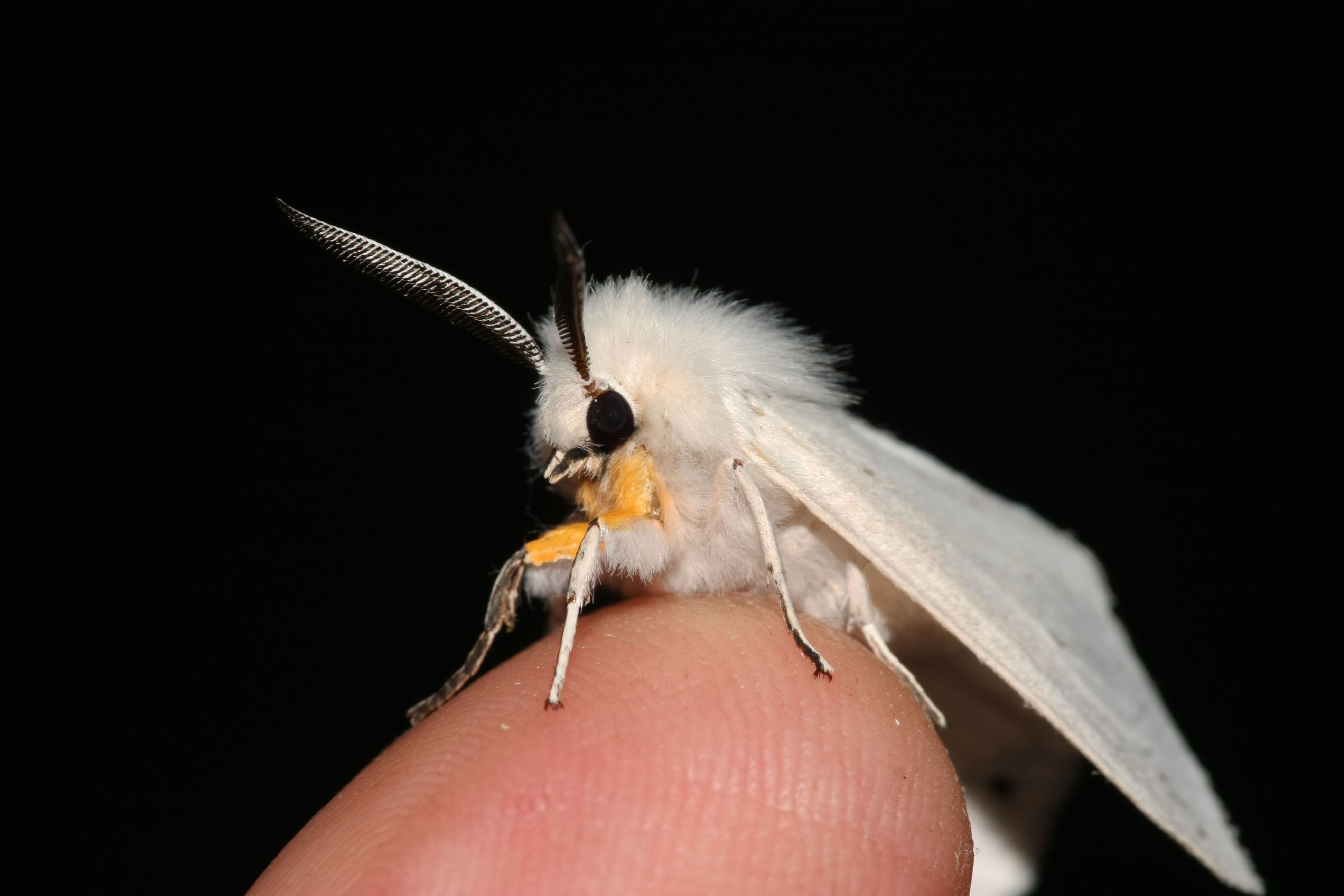 Venezuelan Poodle Moth Picture
