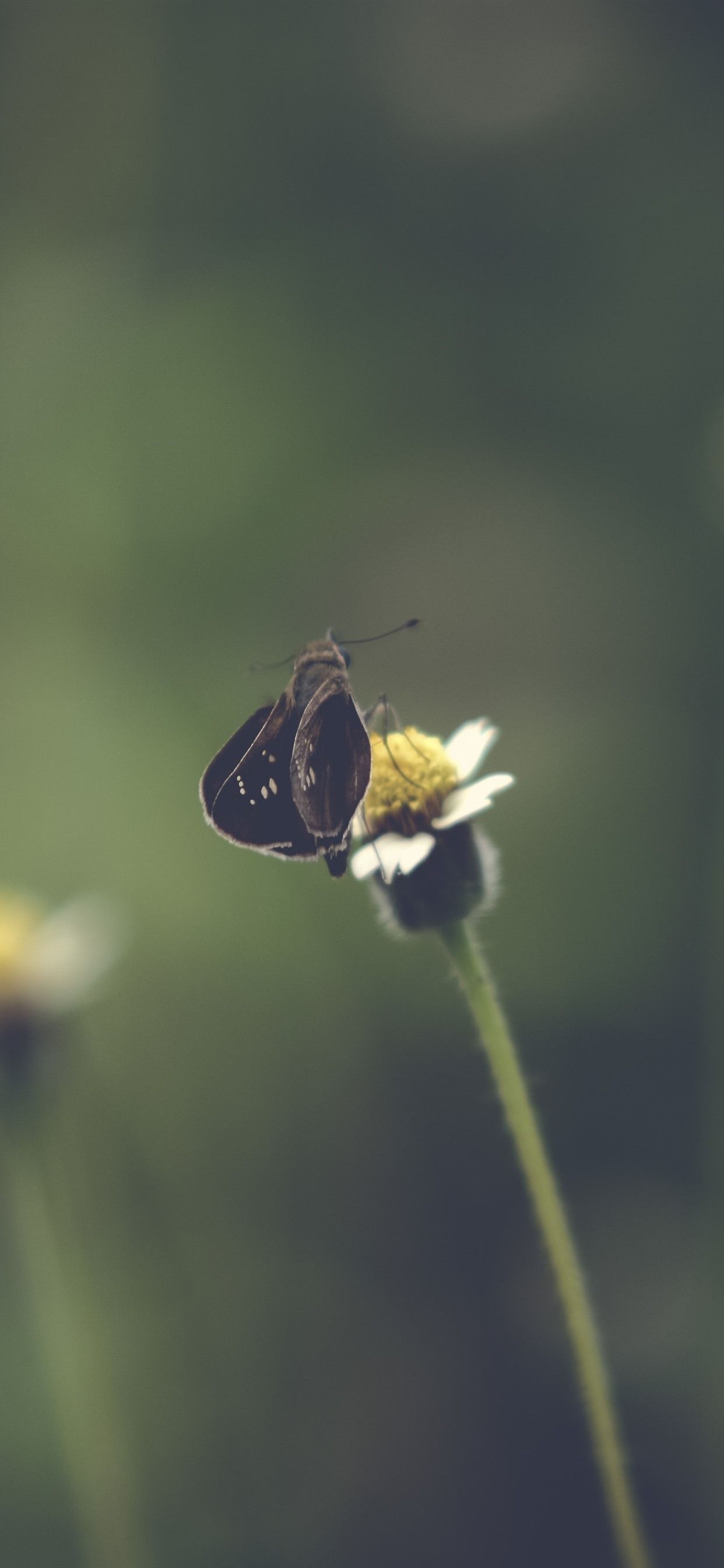Wallpaper Black moth, flower, hazy background 3840x2160 UHD 4K Picture, Image