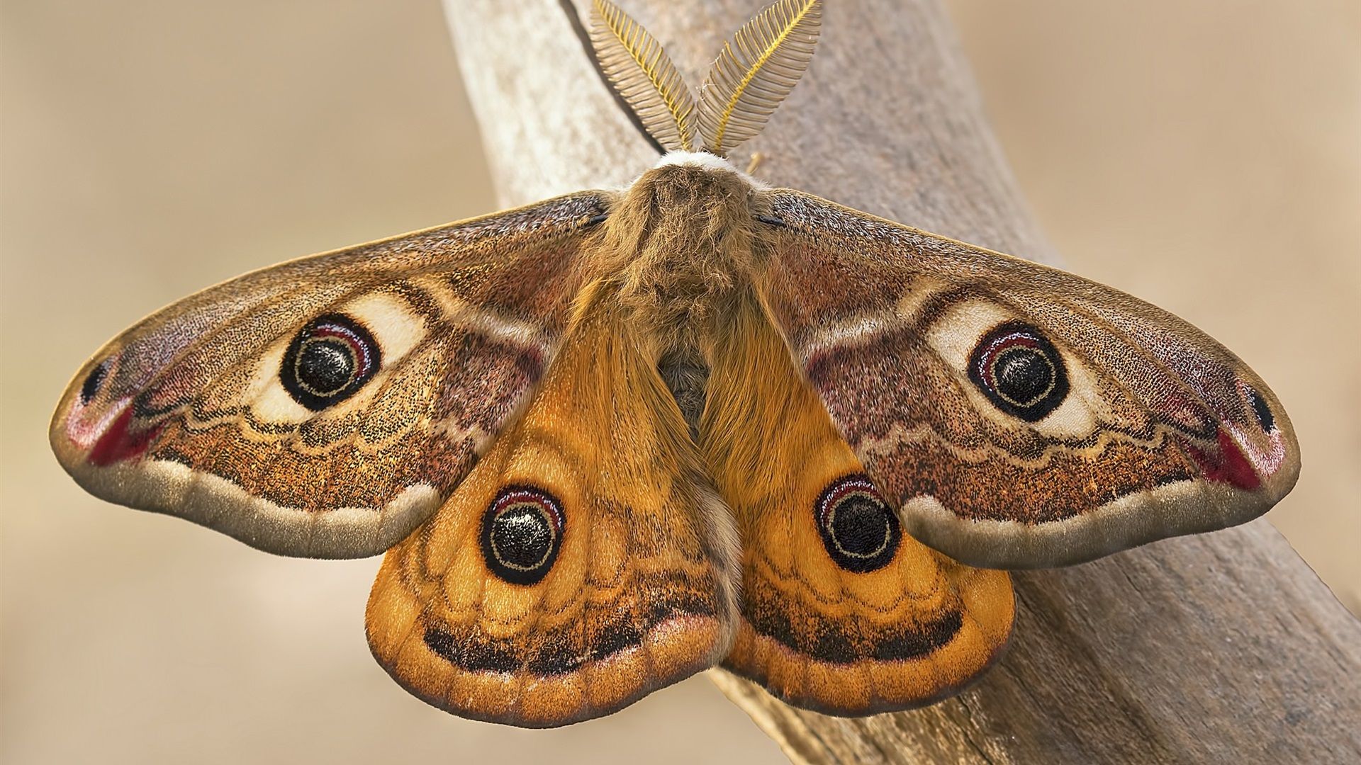 Wallpaper Emperor moth, butterfly, wings, insect 1920x1440 HD Picture, Image