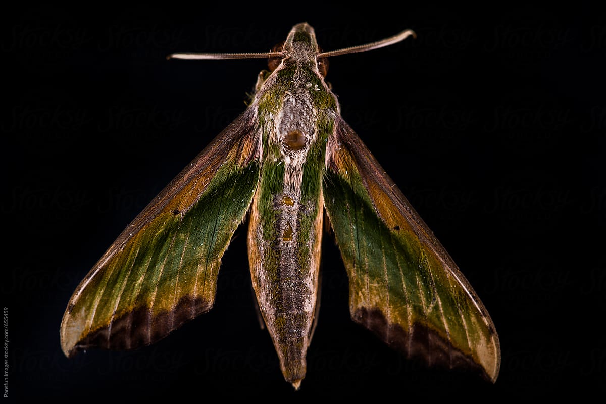 moth on black background