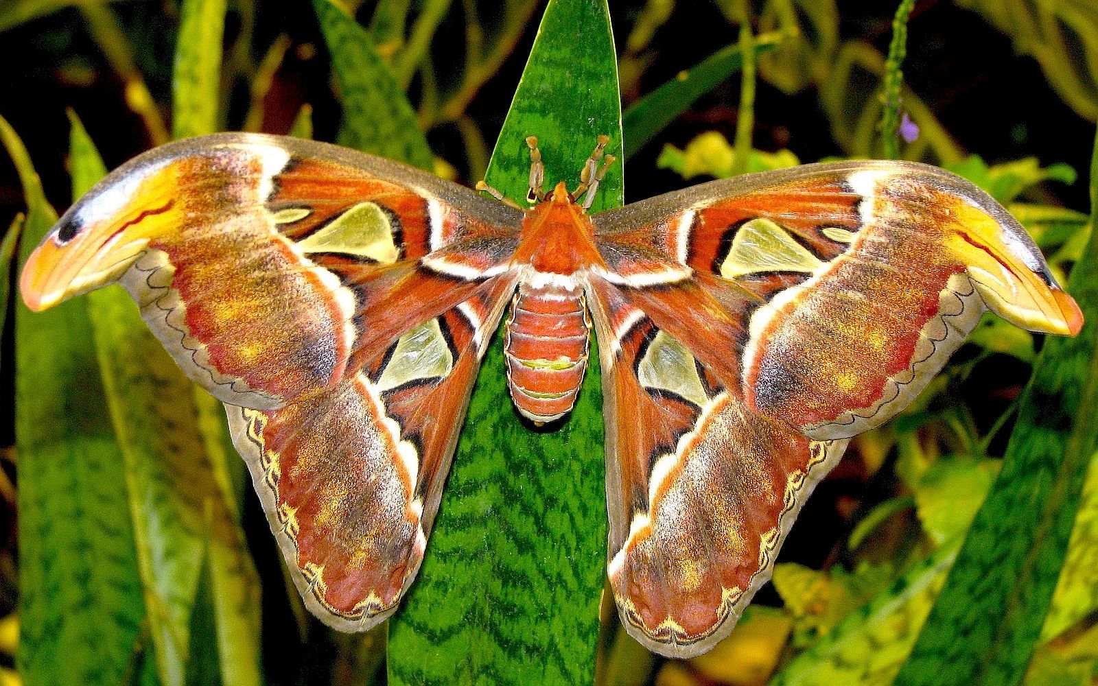 Animal Moth Wallpaper:1600x1000