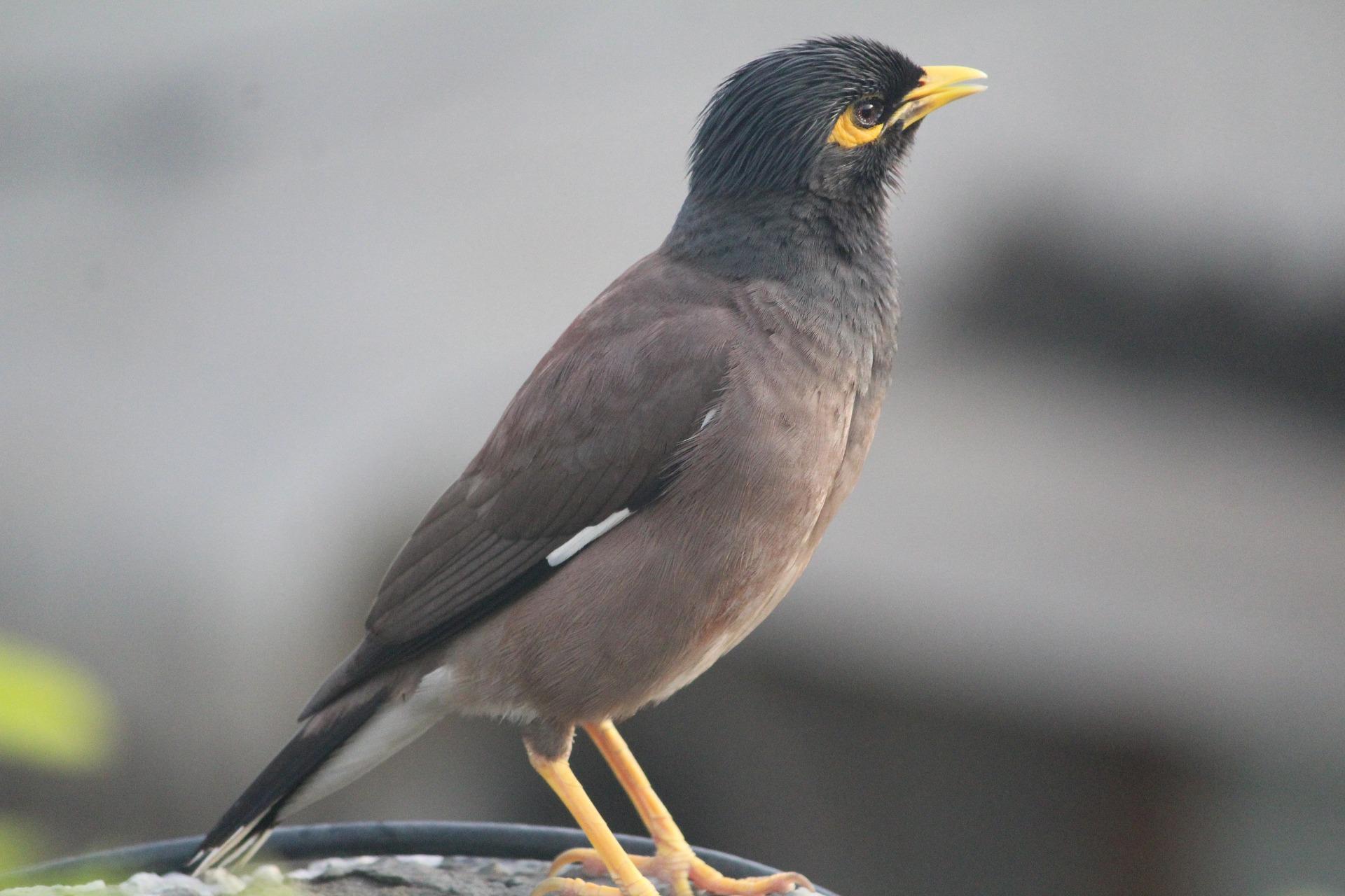 Mynah Bird Wallpaper HD for Android