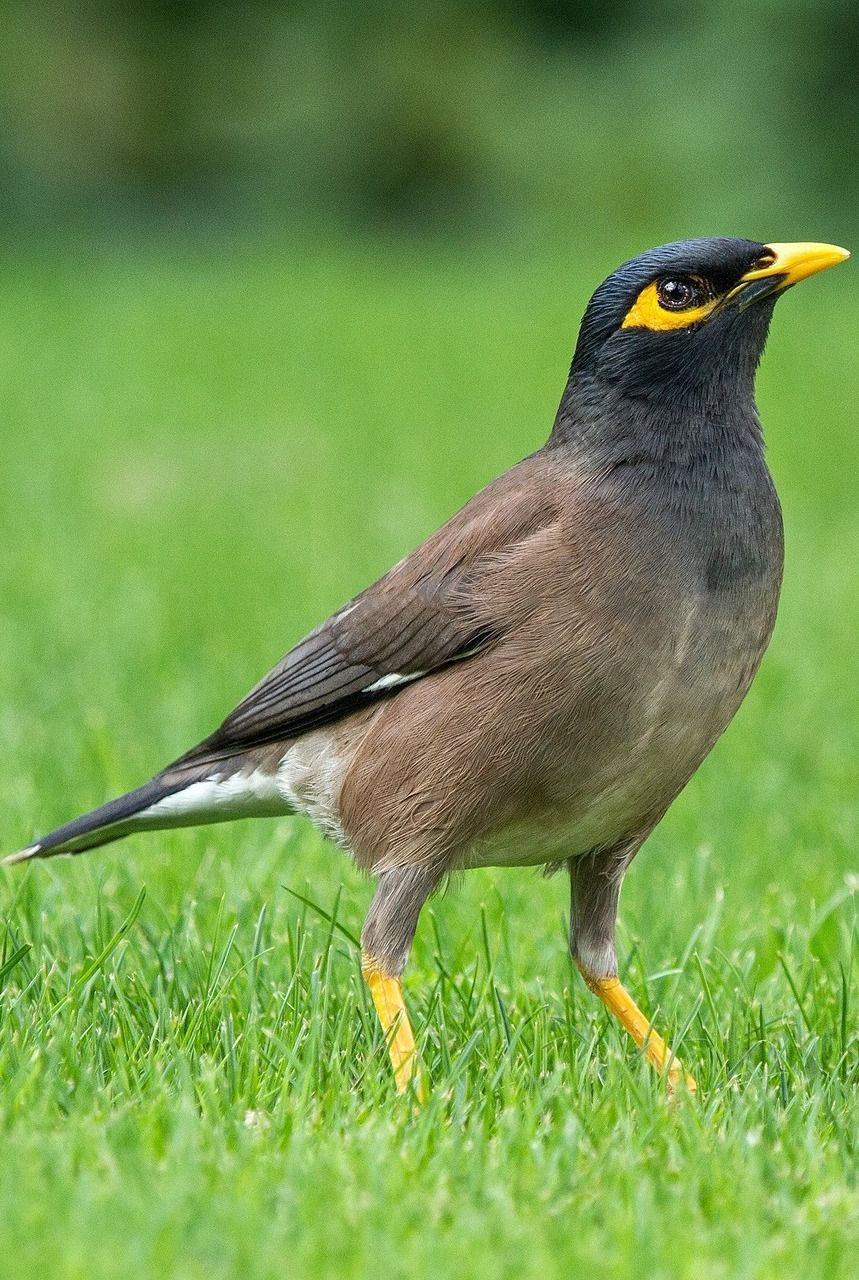 Picture of a common myna. Backyard birds, Beautiful birds, Colorful birds