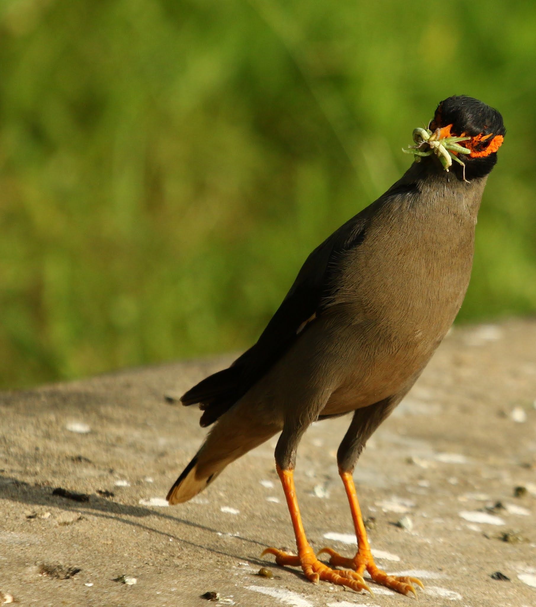 Myna with Prey Food. Digital art photography, Wallpaper background, Painting illustration