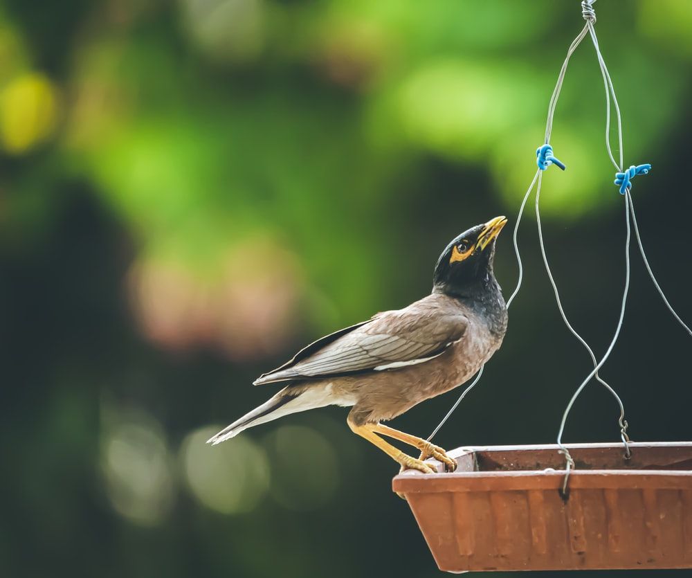 Myna Bird Picture. Download Free Image