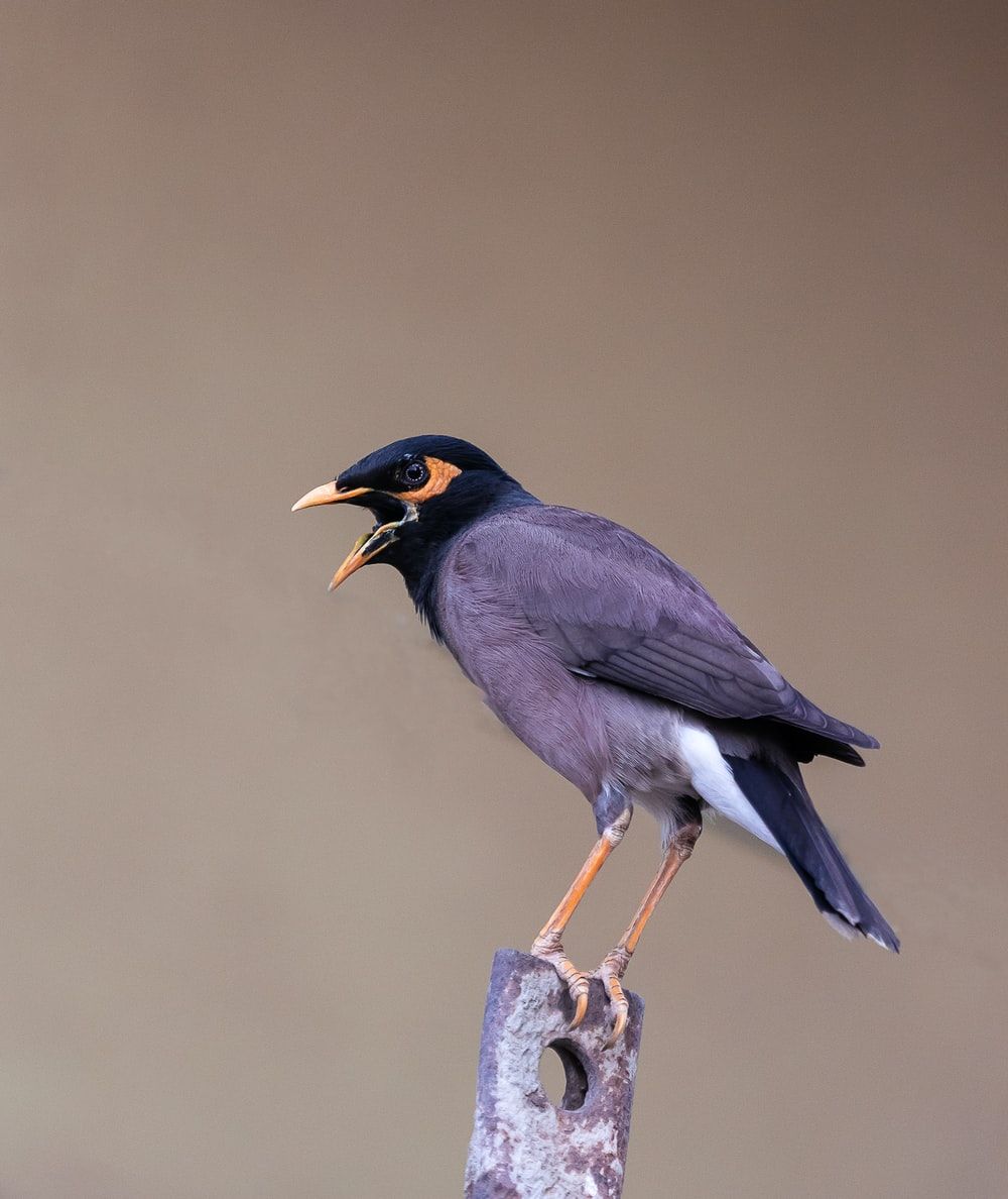 gray bird perching on brown metal part photo