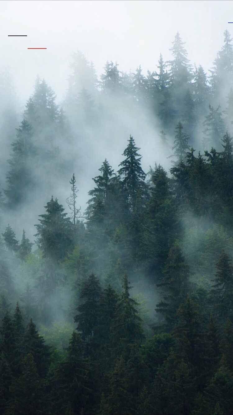 Foggy forest background - #octoberwallpaper. Foggy forest, Wallpaper free, Instagram