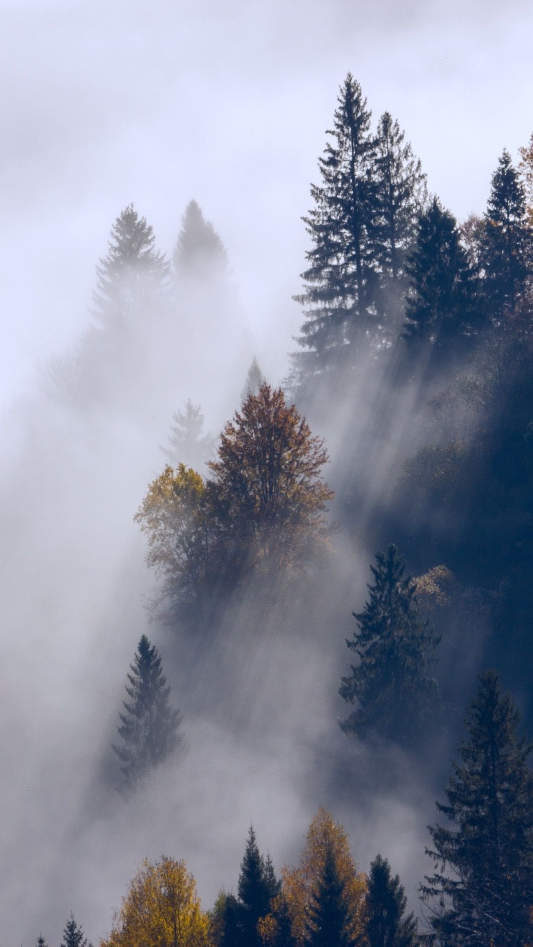 Foggy forest wallpaper. Forest wallpaper, Nature photography, Foggy forest