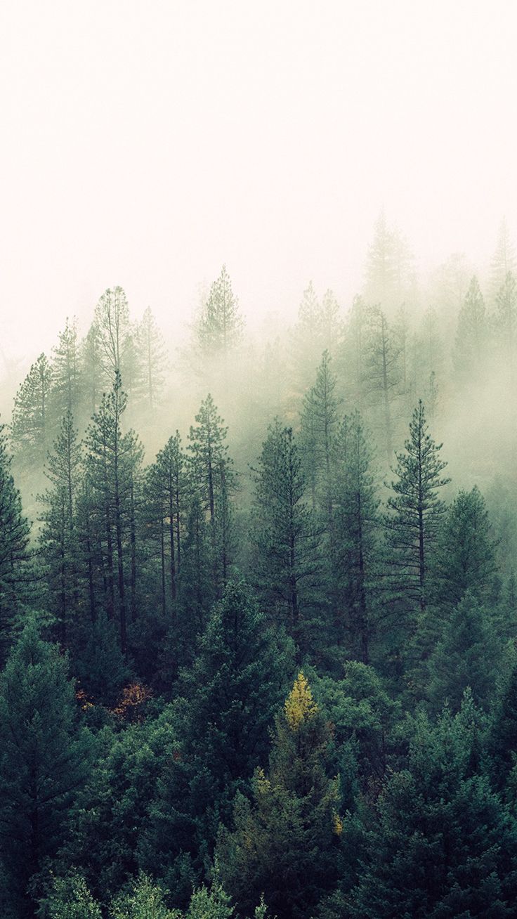 Foggy Forest Download The Back To Nature iPhone Wallpaper Is Not A Place To Visit Its Home HD Wallpaper