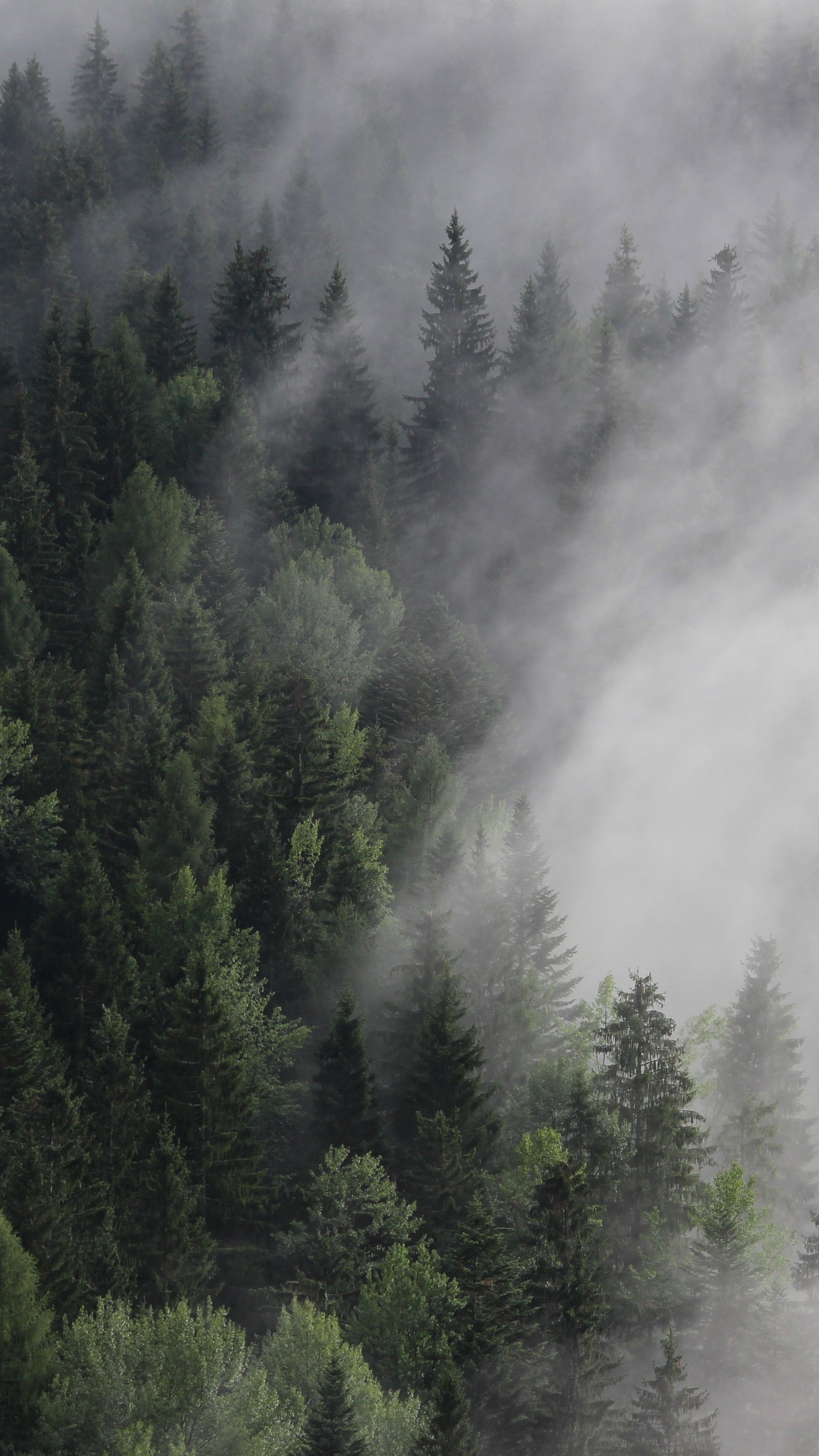 Wallpaper Austria, 4k, 5k wallpaper, 8k, forest, fog, mist, pines, Nature