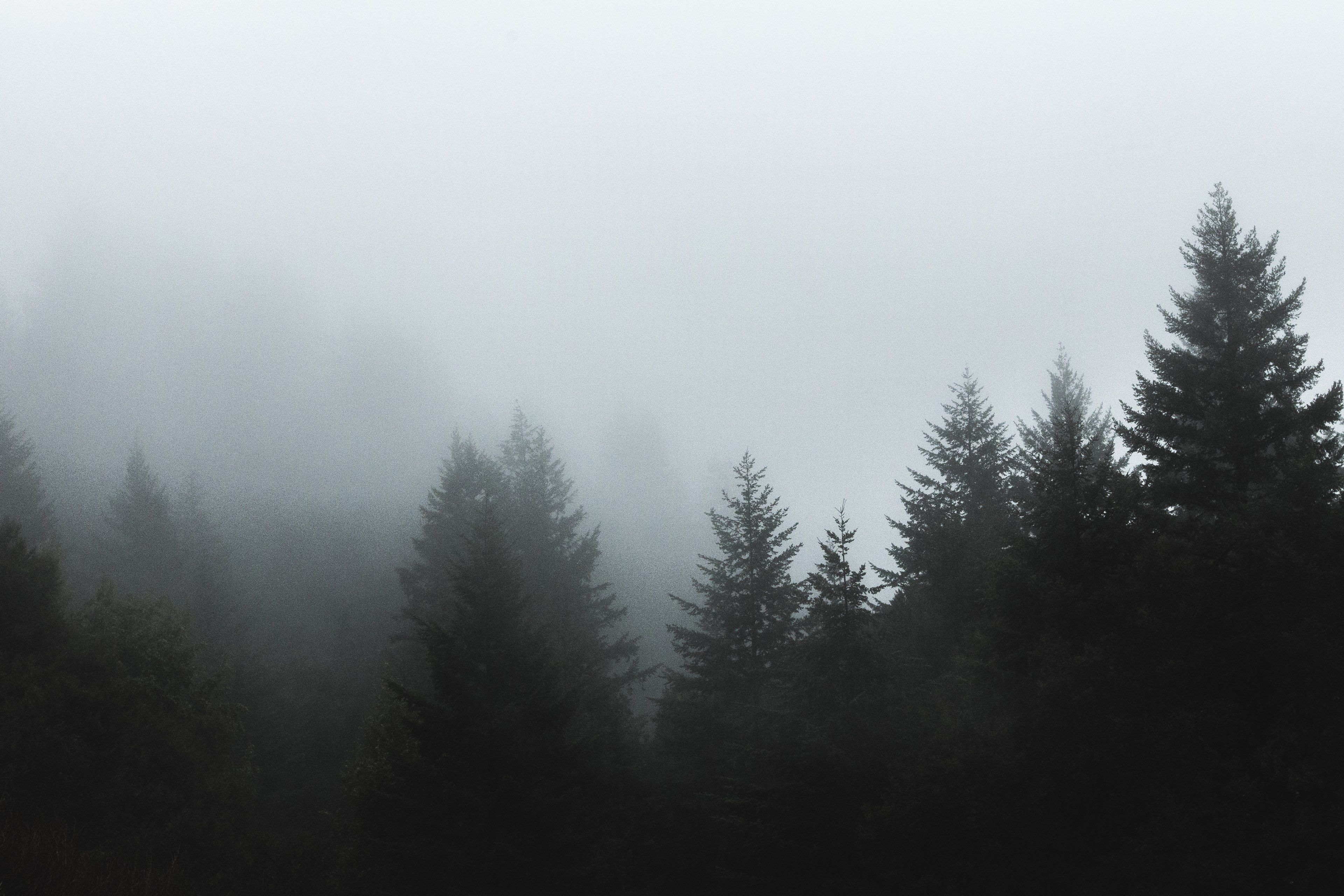 Wallpaper / tree forest fog and pine HD 4k wallpaper free download