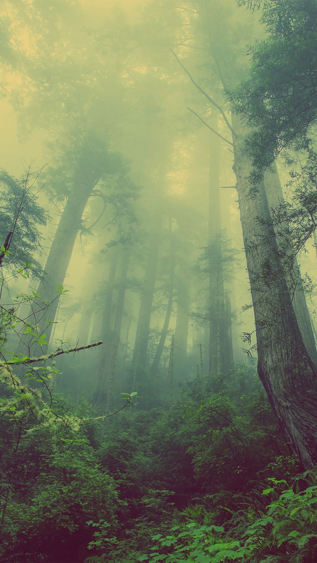 Fog Forest iPhone Wallpaper HD