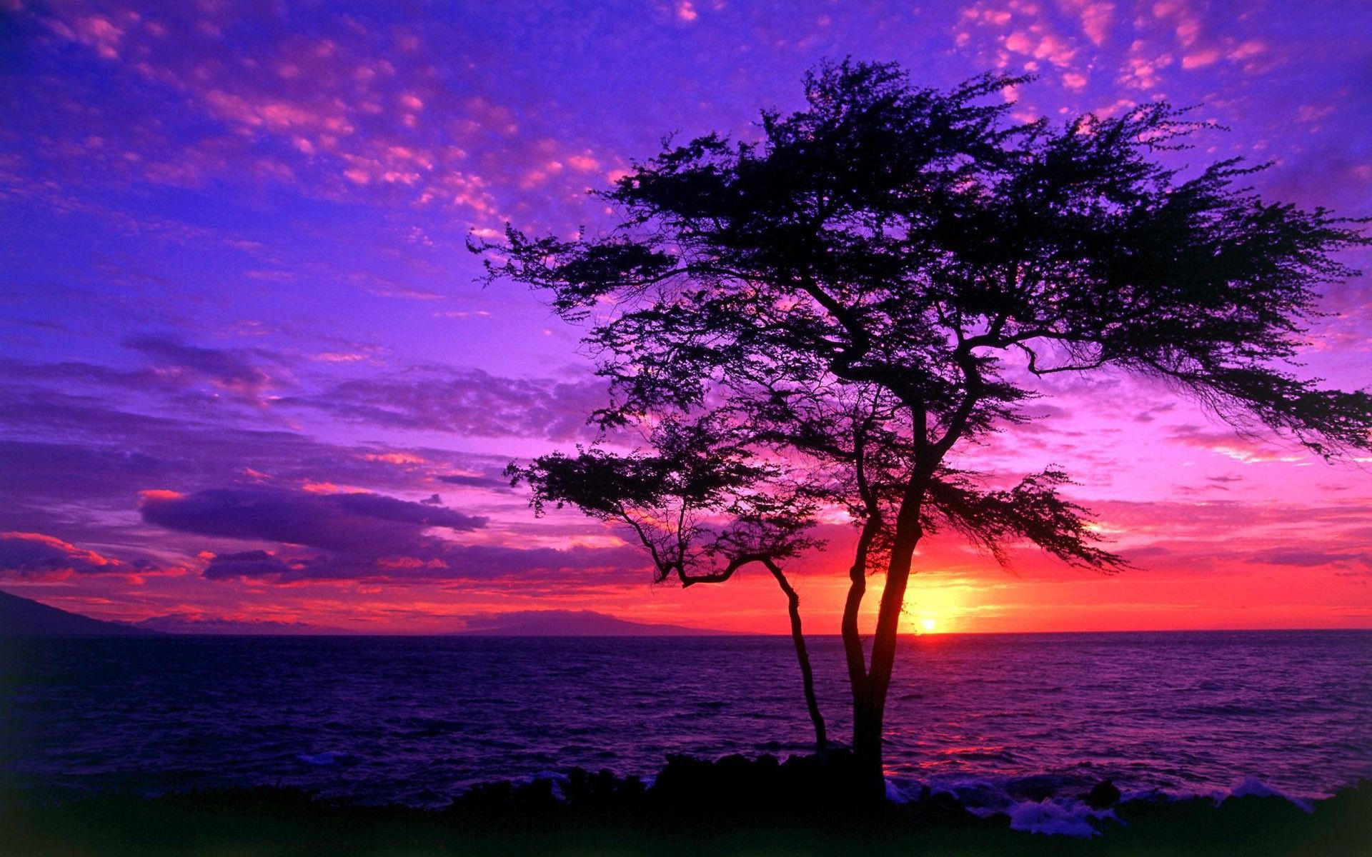 Free download Tree silhouette in the sunrise wallpaper Wallpaper Wide HD [1920x1200] for your Desktop, Mobile & Tablet. Explore Purple and Pink Sunset Wallpaper. Purple and Pink Sunset Wallpaper