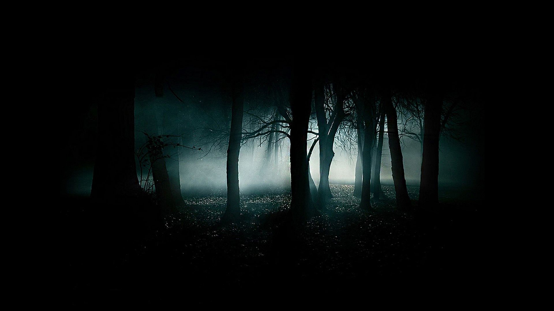 Night forest стим фото 55