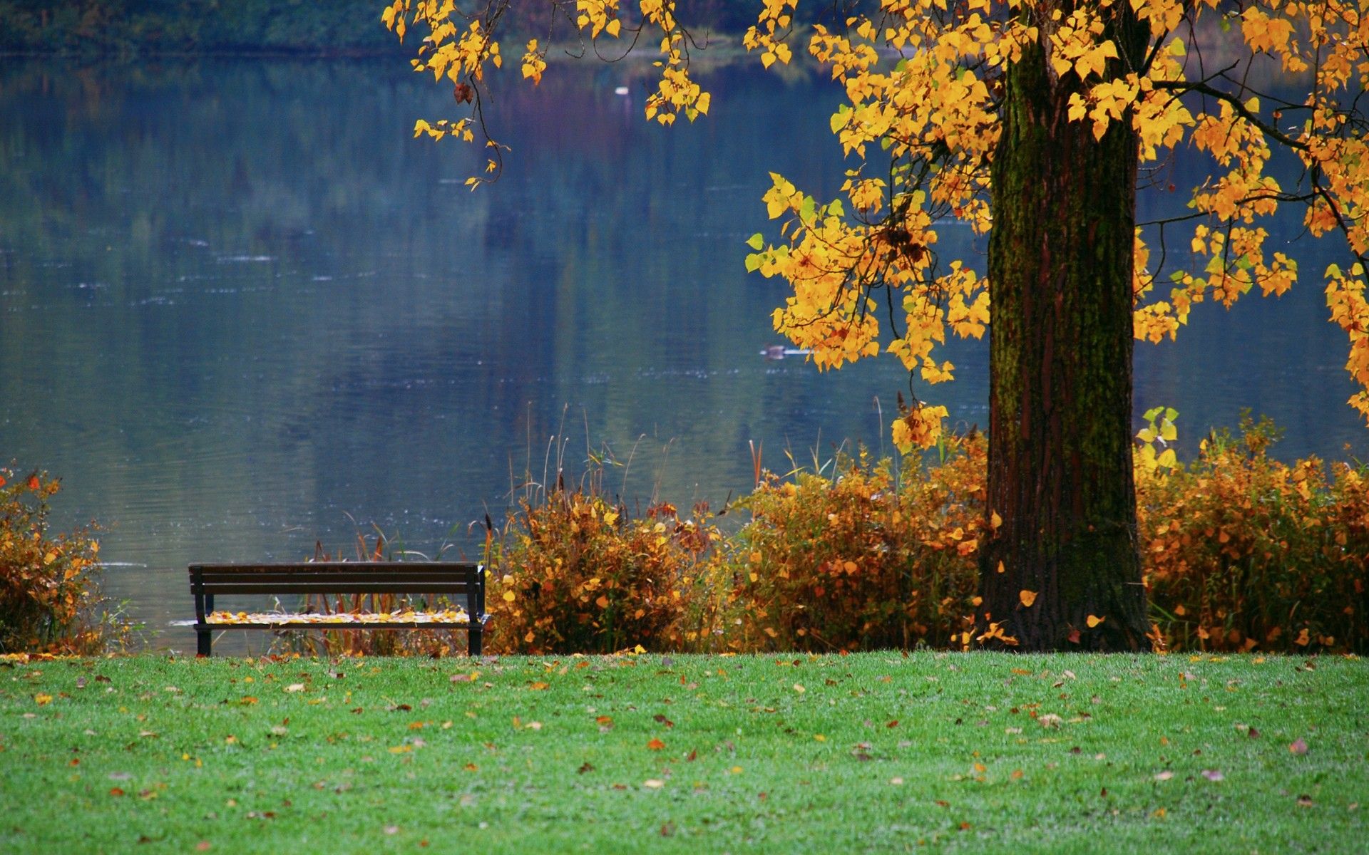 Bench under a tree wallpaper and image, picture, photo