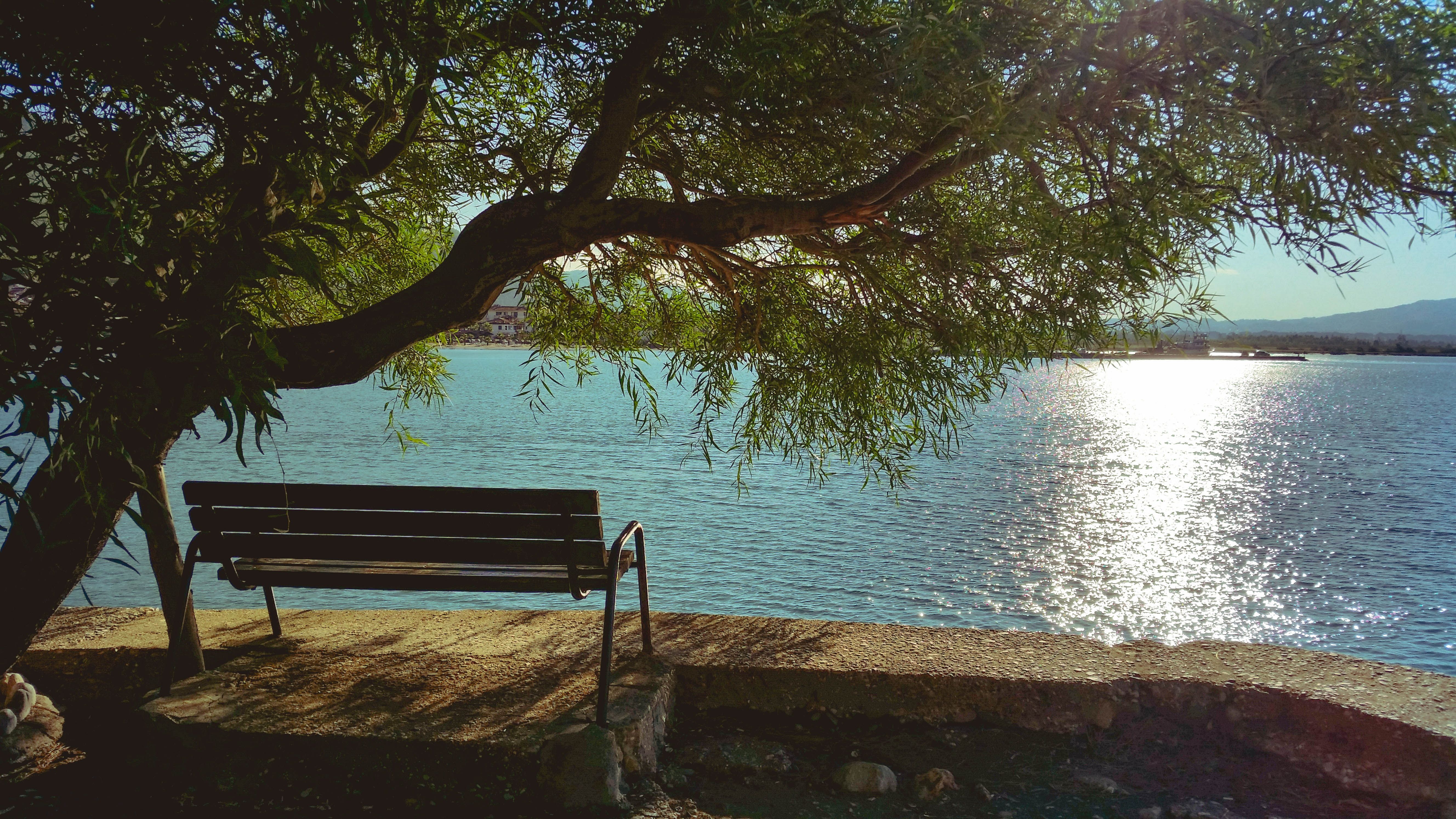 Bench Under Tree during Day Beside Body of Water · Free
