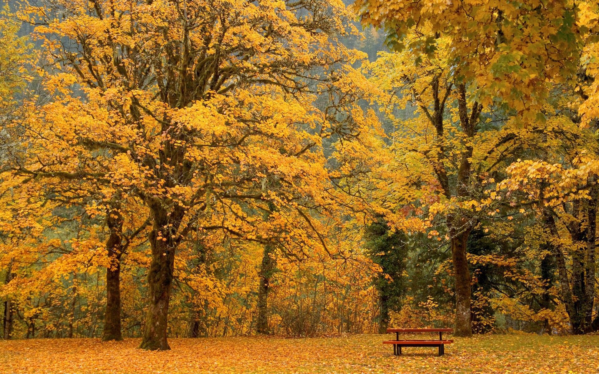Bench under a yellow trees wallpaper and image, picture, photo