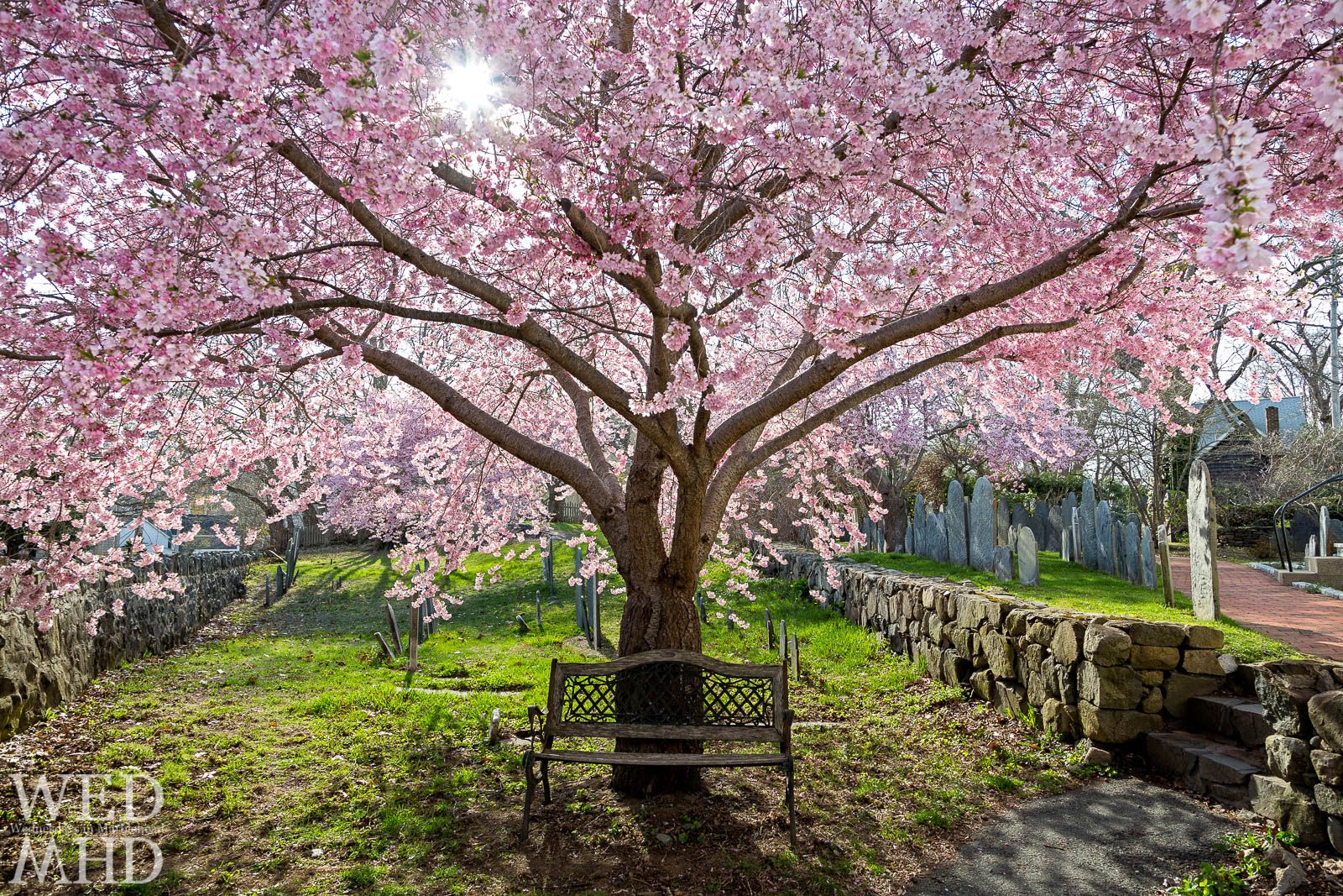 Cherry Blossom Bench. All HD Wallpaper Gallery
