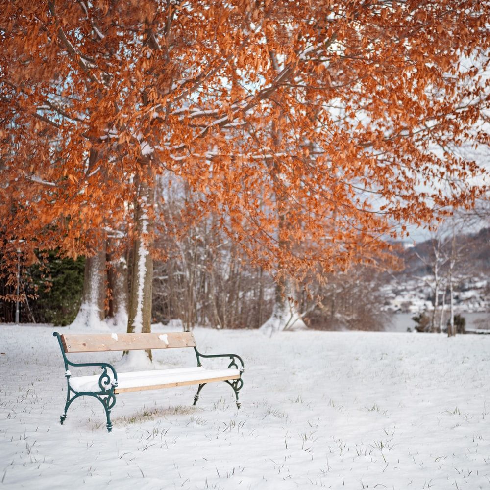 Bench Picture [HD]. Download Free Image