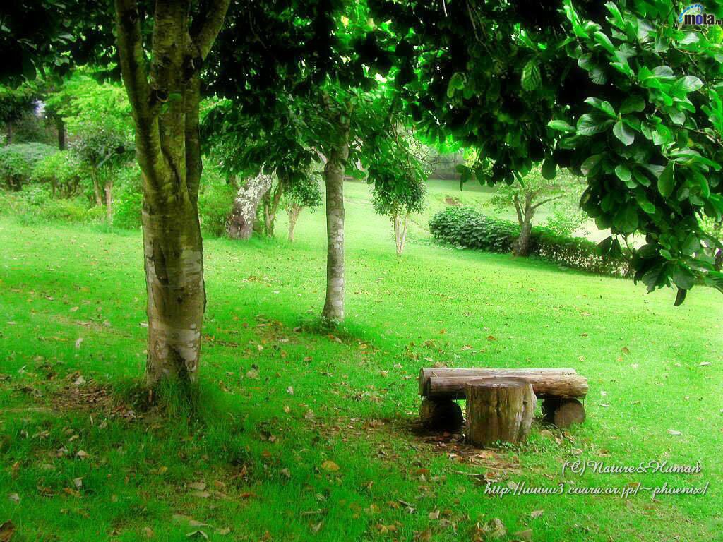 Download Wallpaper tree green, 1024x Bench under a tree