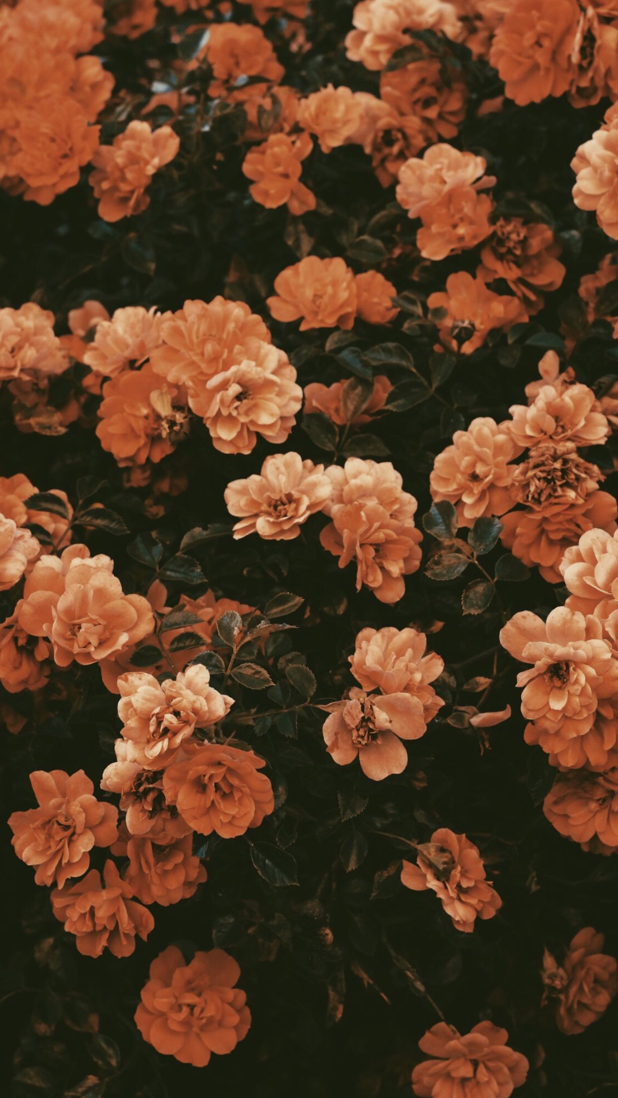 Fall flowers. Flower background iphone, Vintage flower background, Flower iphone wallpaper
