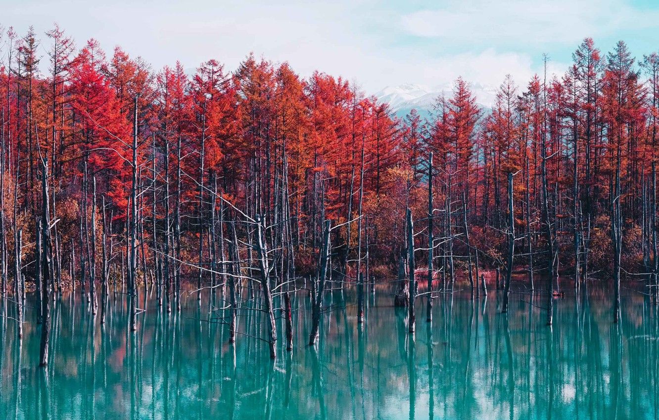 Wallpaper autumn, leaves, trees, lake, forest, trees, landscape, autumn, lake image for desktop, section пейзажи