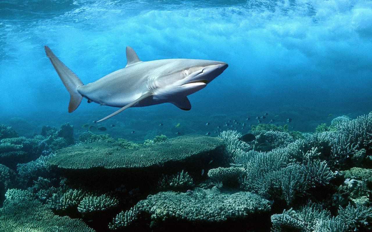 Sea Life Wallpaper: Marine Life. Silky shark, Ocean animals, Sea life wallpaper