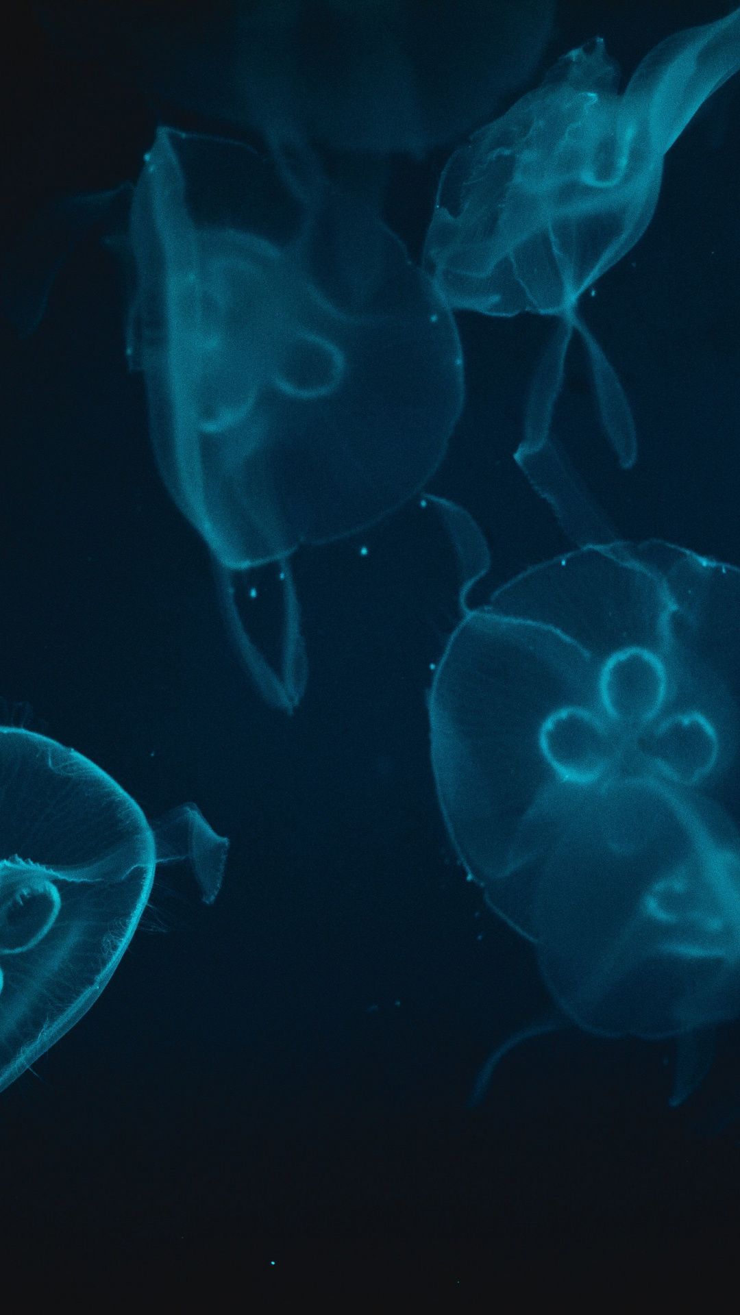 Jellyfish, underwater, aquatic life, 1080x1920 wallpaper. Animal wallpaper, Wallpaper, Desktop wallpaper
