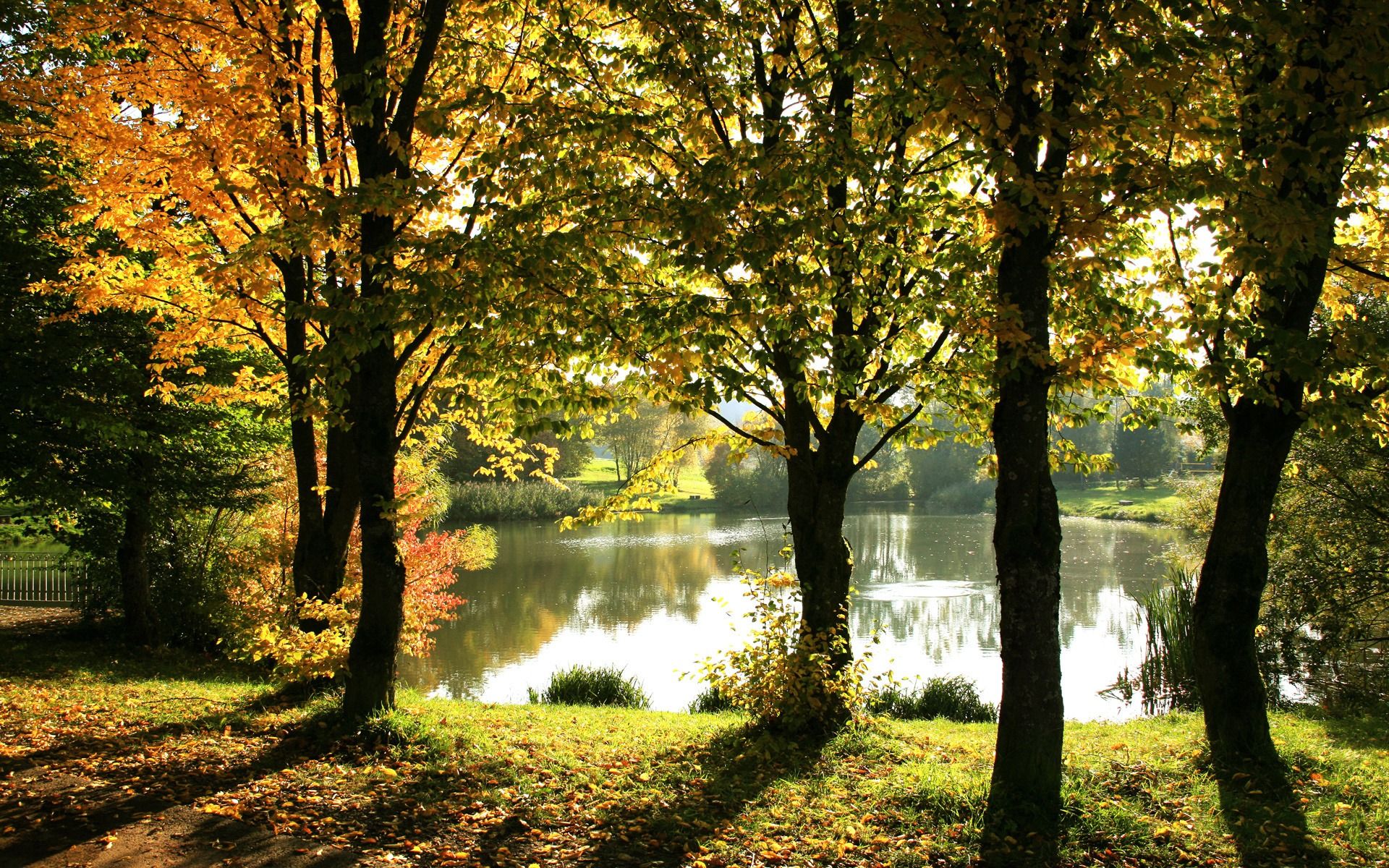 Lake in the Middle of Autumn Forest Wallpaper