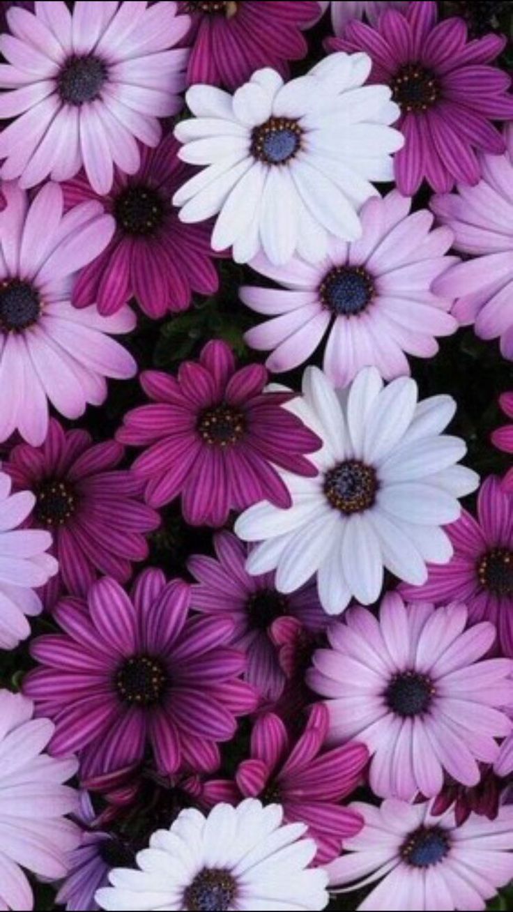 Floral. Flower. Wallpaper. iPhone. Android de Fundo - #Android #floral #Flo. Flower phone wallpaper, Flower background wallpaper, Floral wallpaper