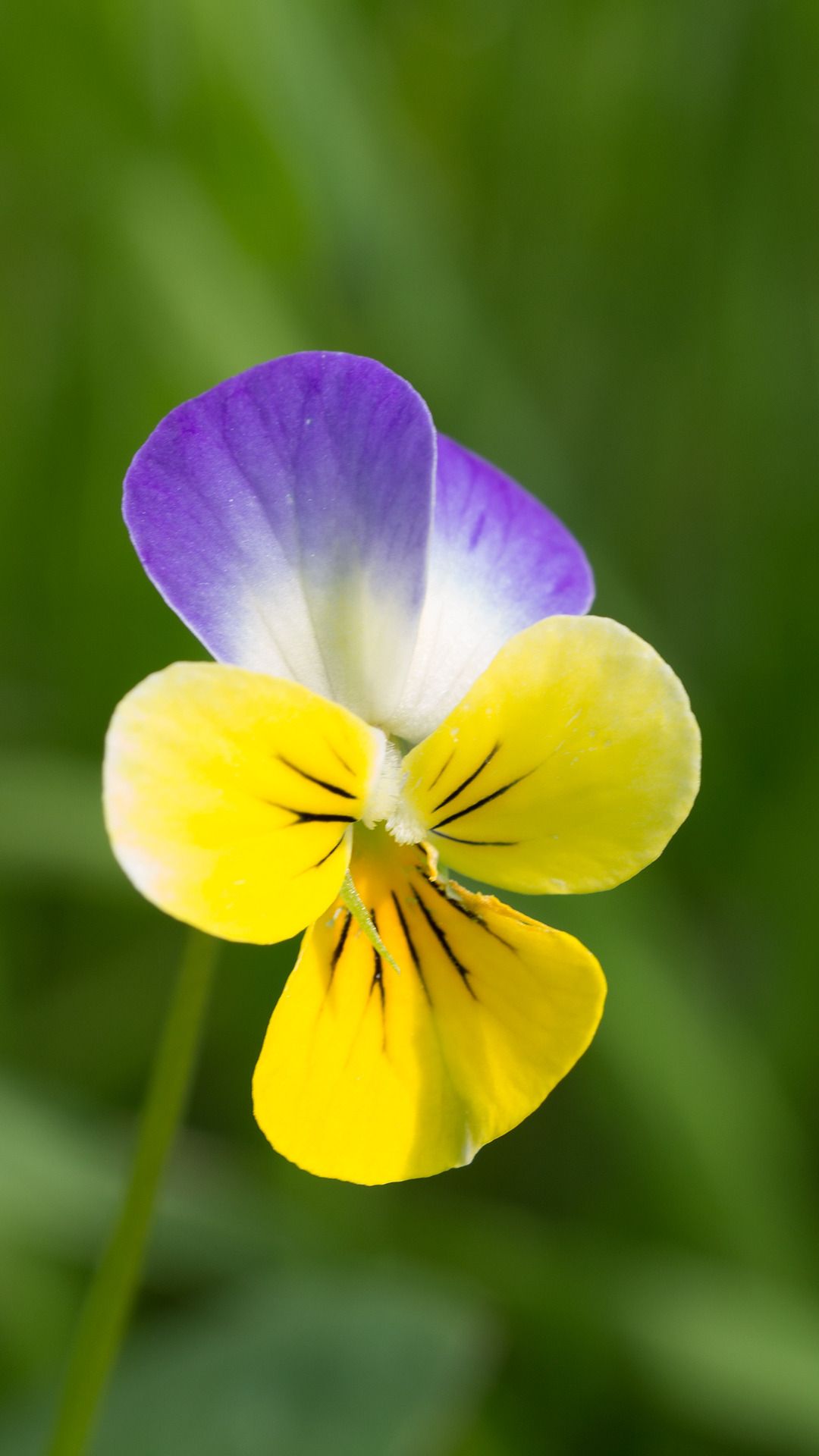 Flowers Android Phone Wallpapers Wallpaper Cave